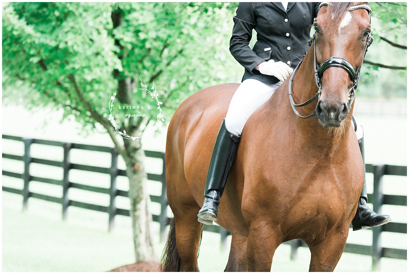 Texas Equine Photography