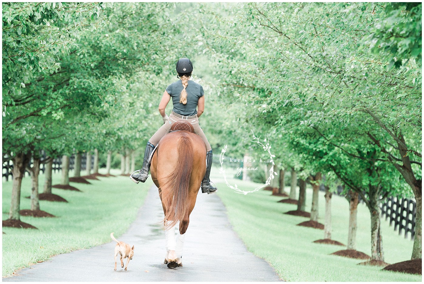 Texas Equine Photography