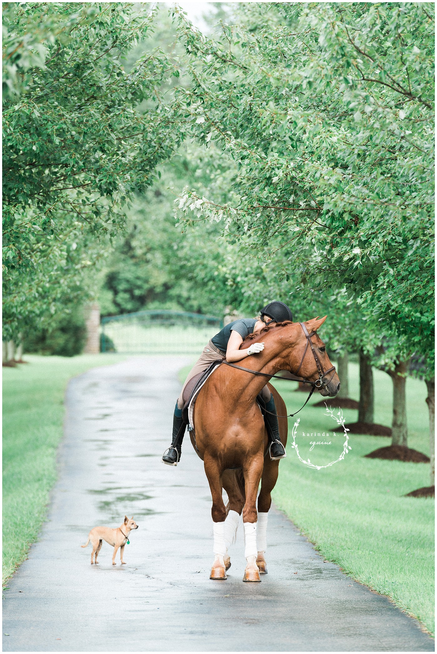 Texas Equine Photography 