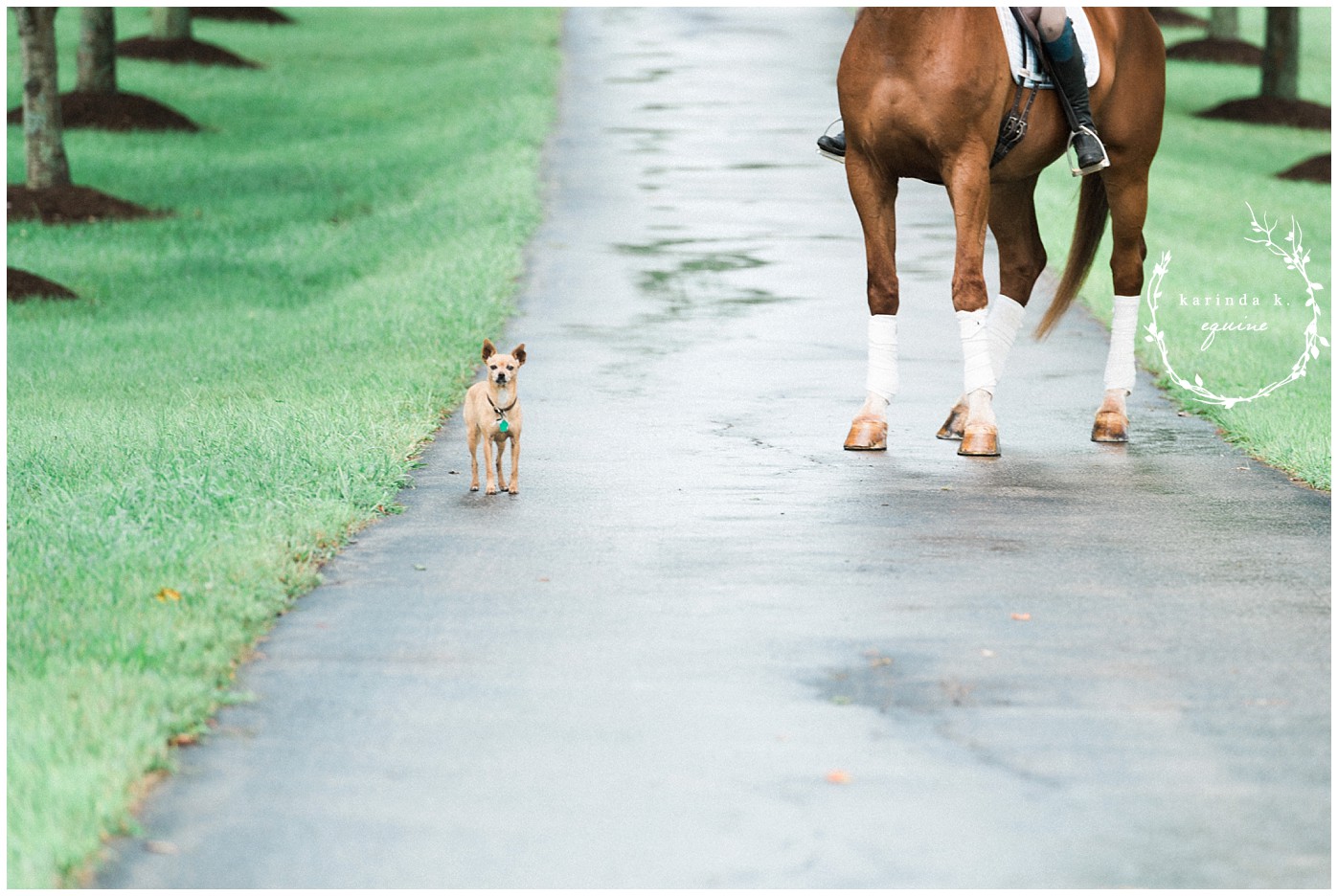 Dog and Equine Photography 