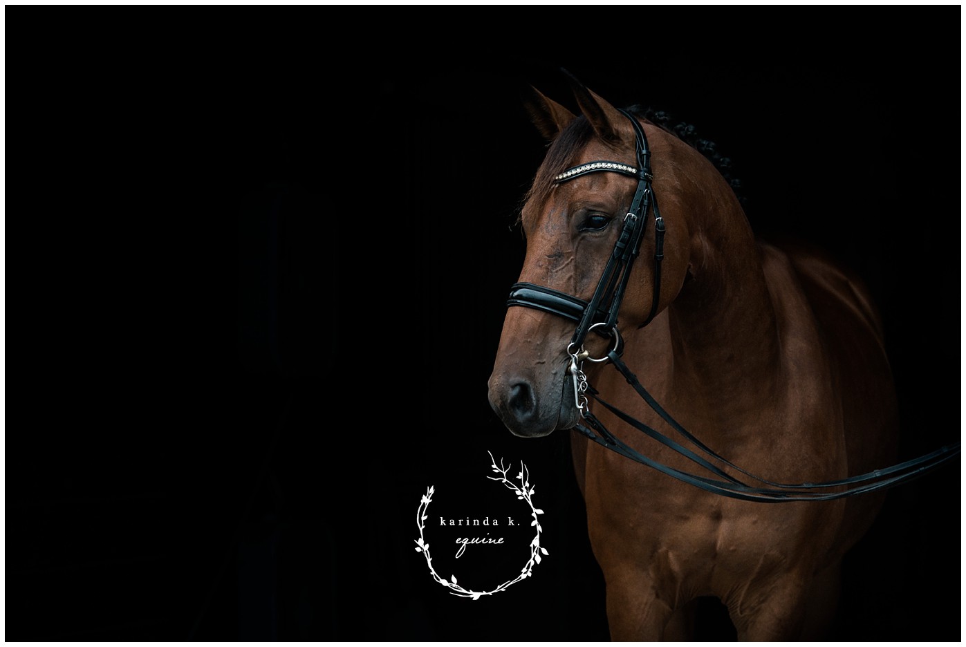 Black Background Equine Portraits Texas