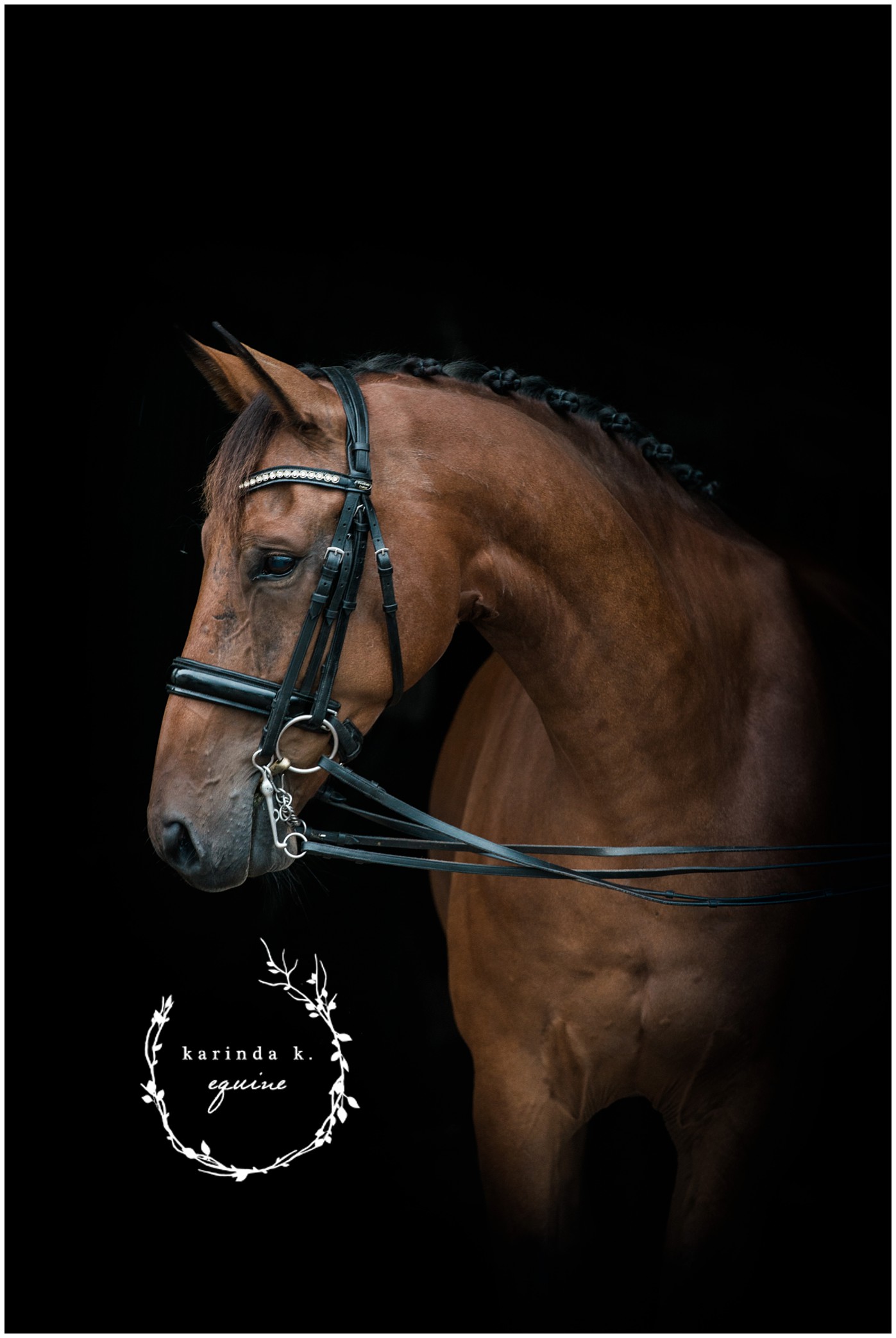 Black Background Equine Portraits Texas 