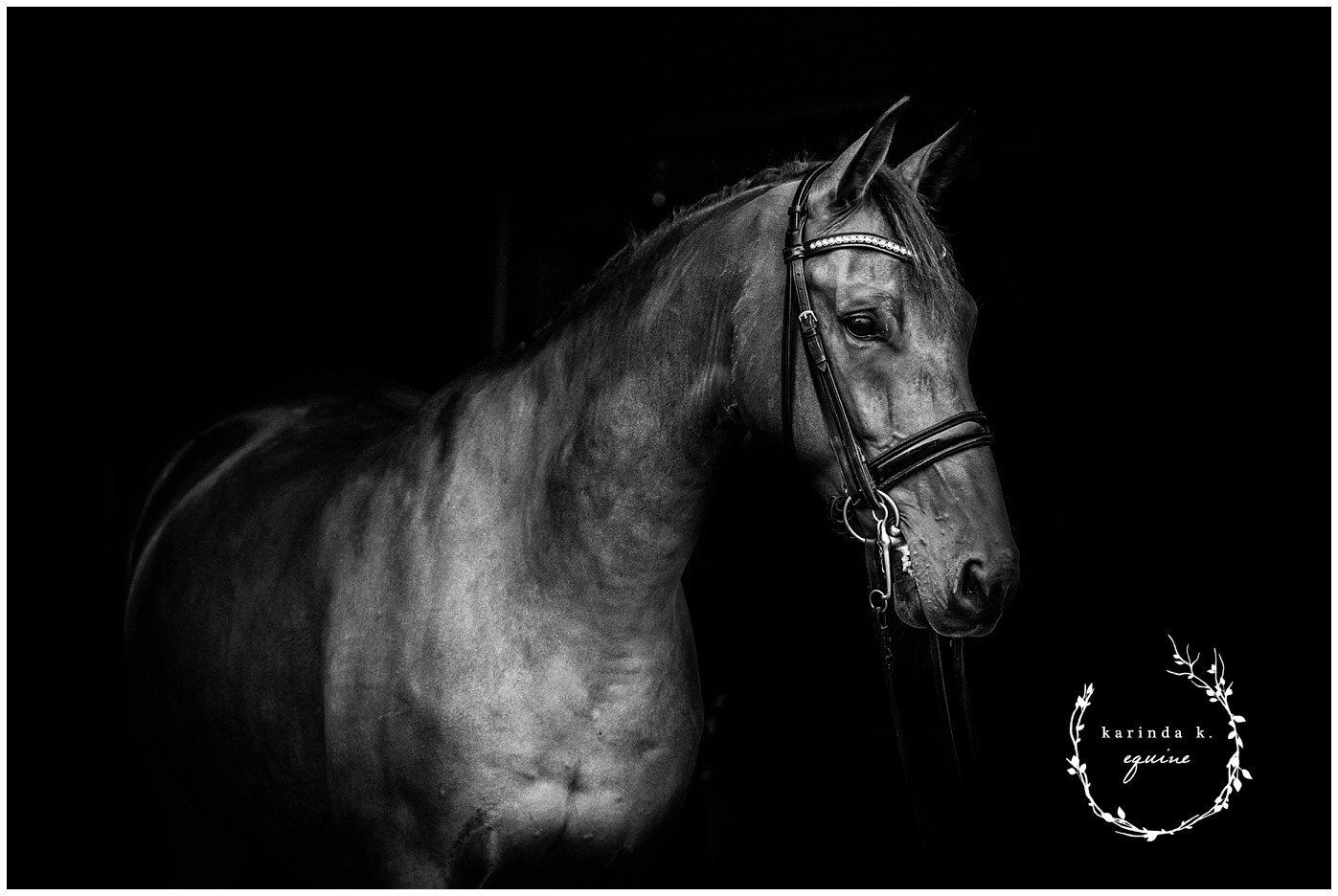 Houston Black Background Horse Pictures 