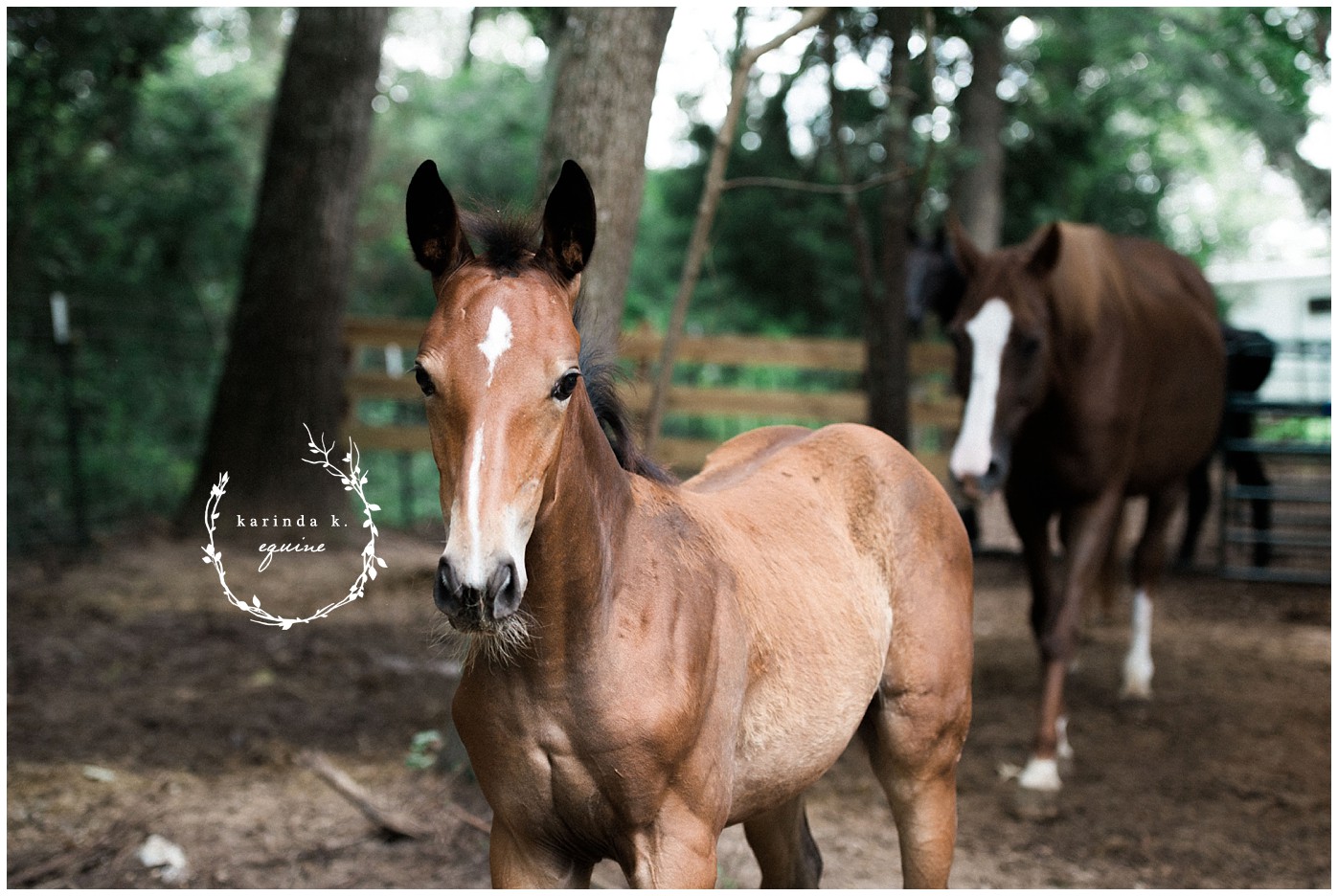 Houston Equine Photographer