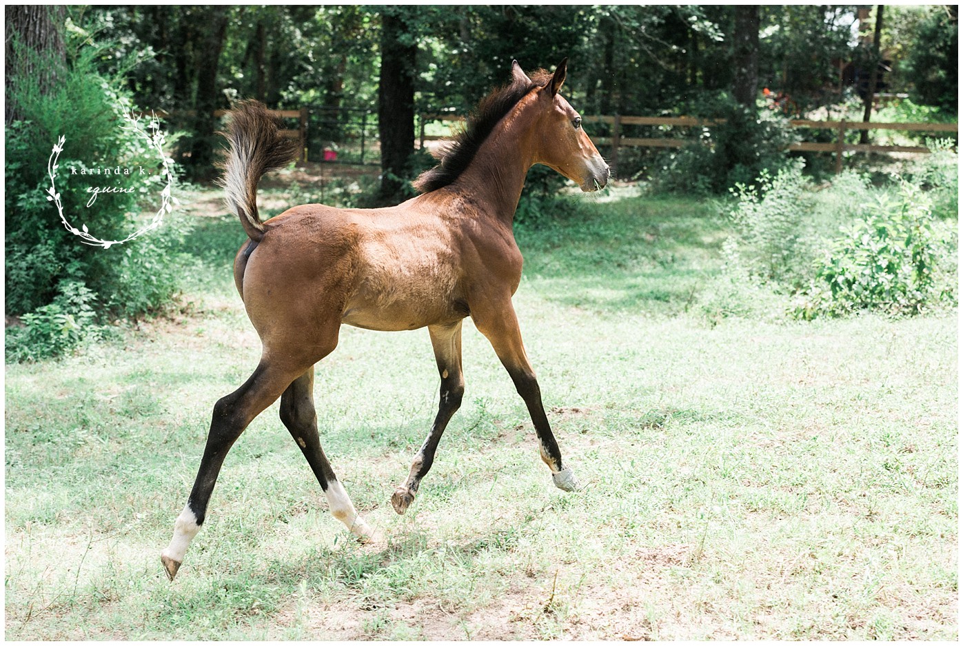 Houston Equine Photographer 
