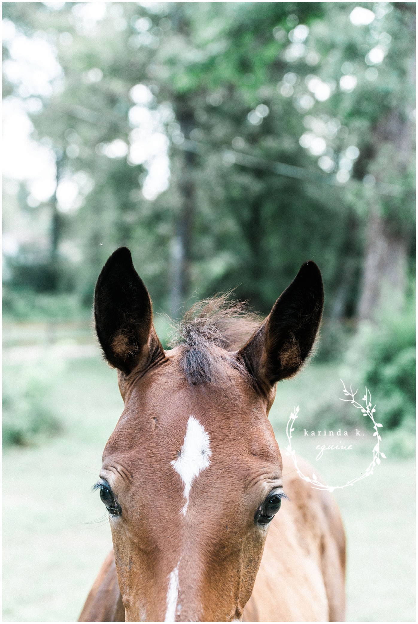 Supremat OLD Isabella Farm