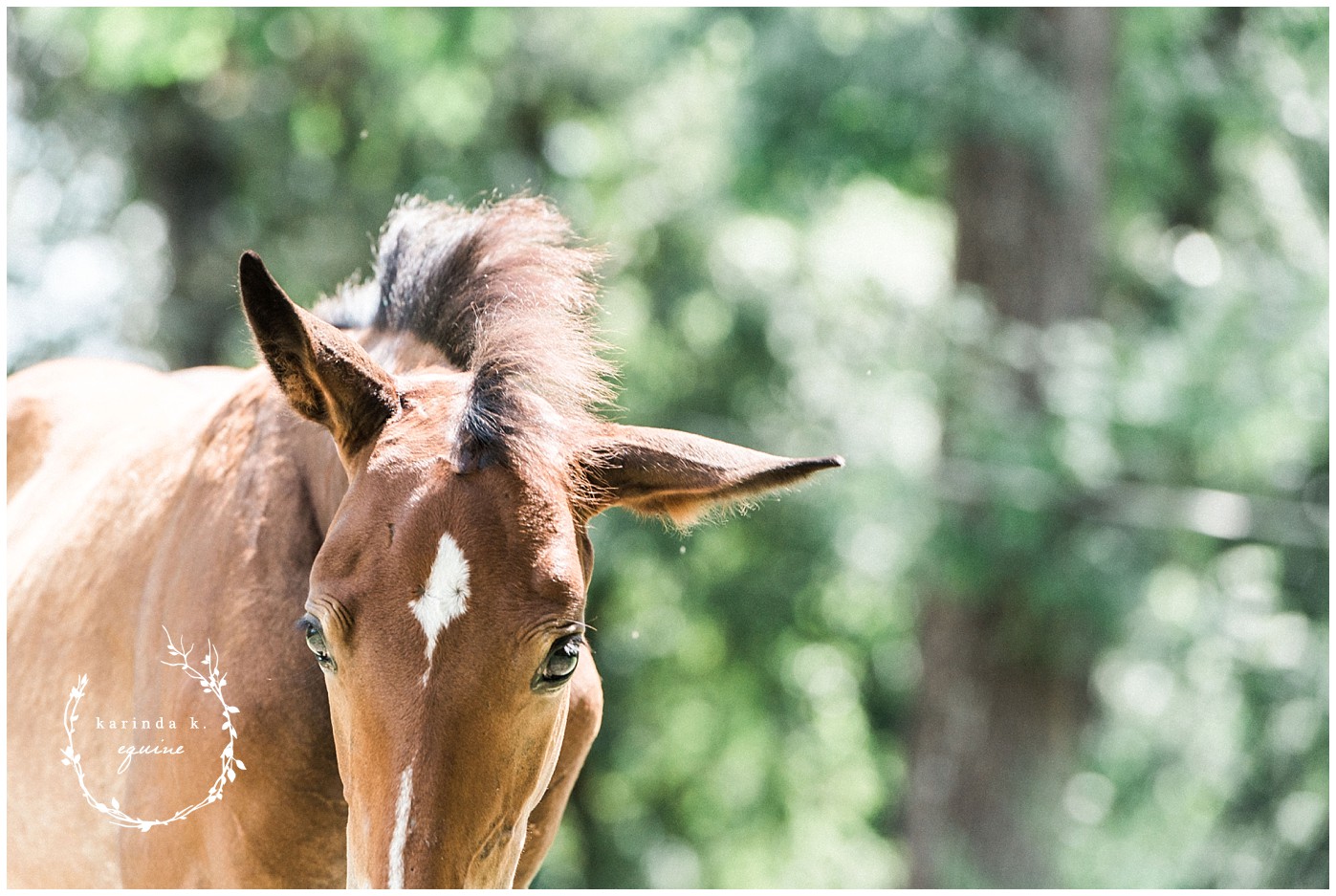 Floppy Horse Ears Equine Photography 
