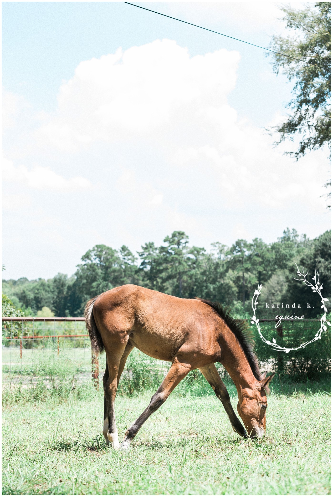 Floppy Horse Ears Equine Photography 