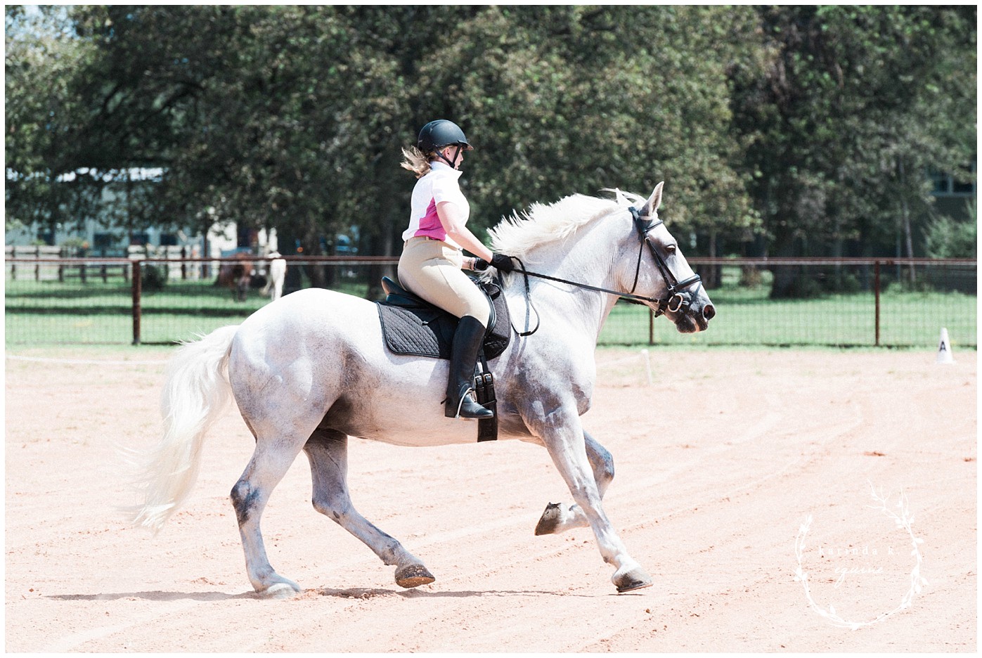 Texas Equine Photographer 