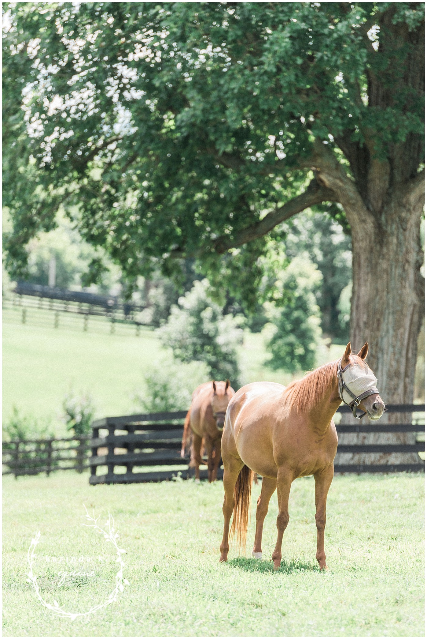 KatyRich Farm Lexington Kentucky