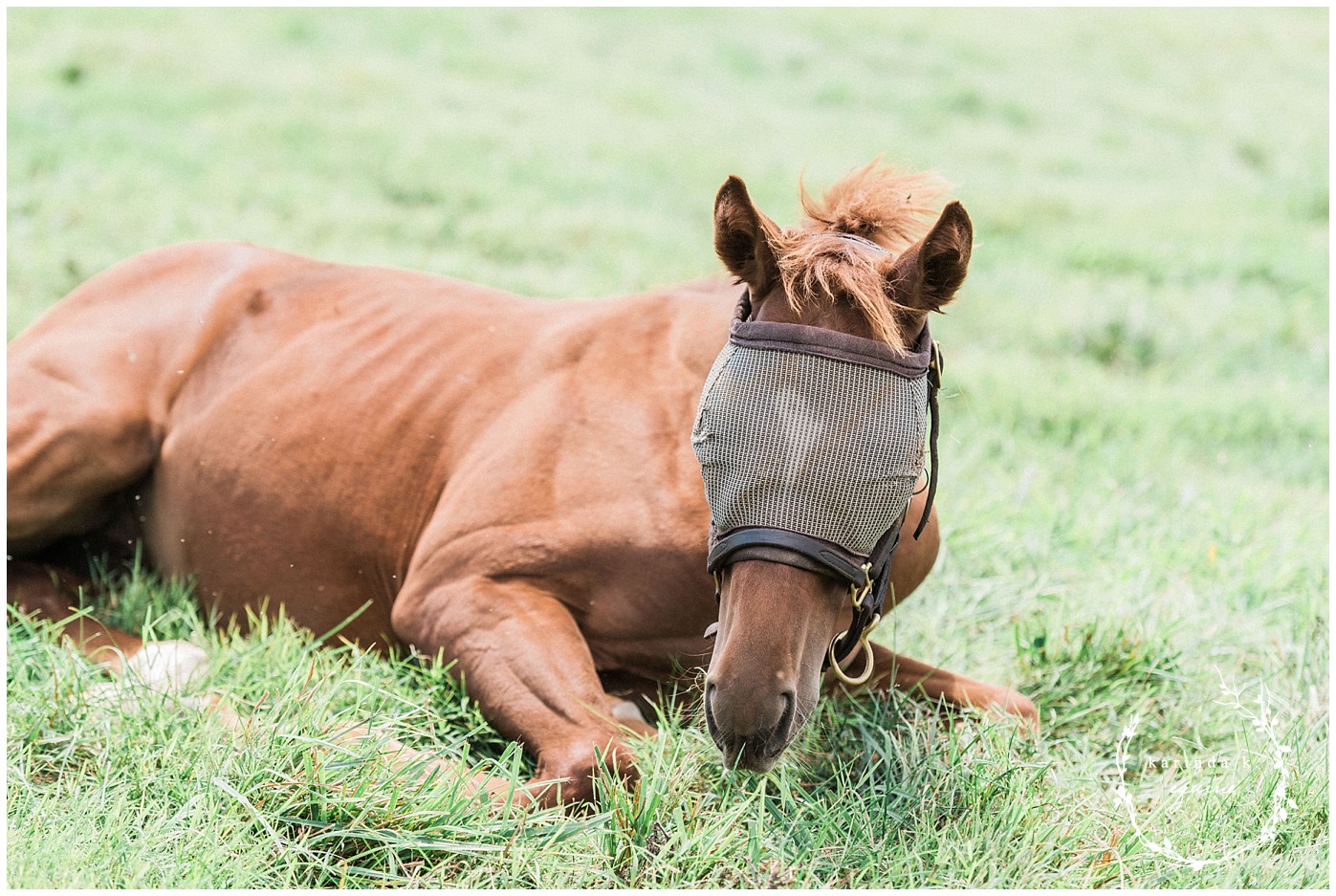 Unique Horse Farm Tours Lexington, Kentucky