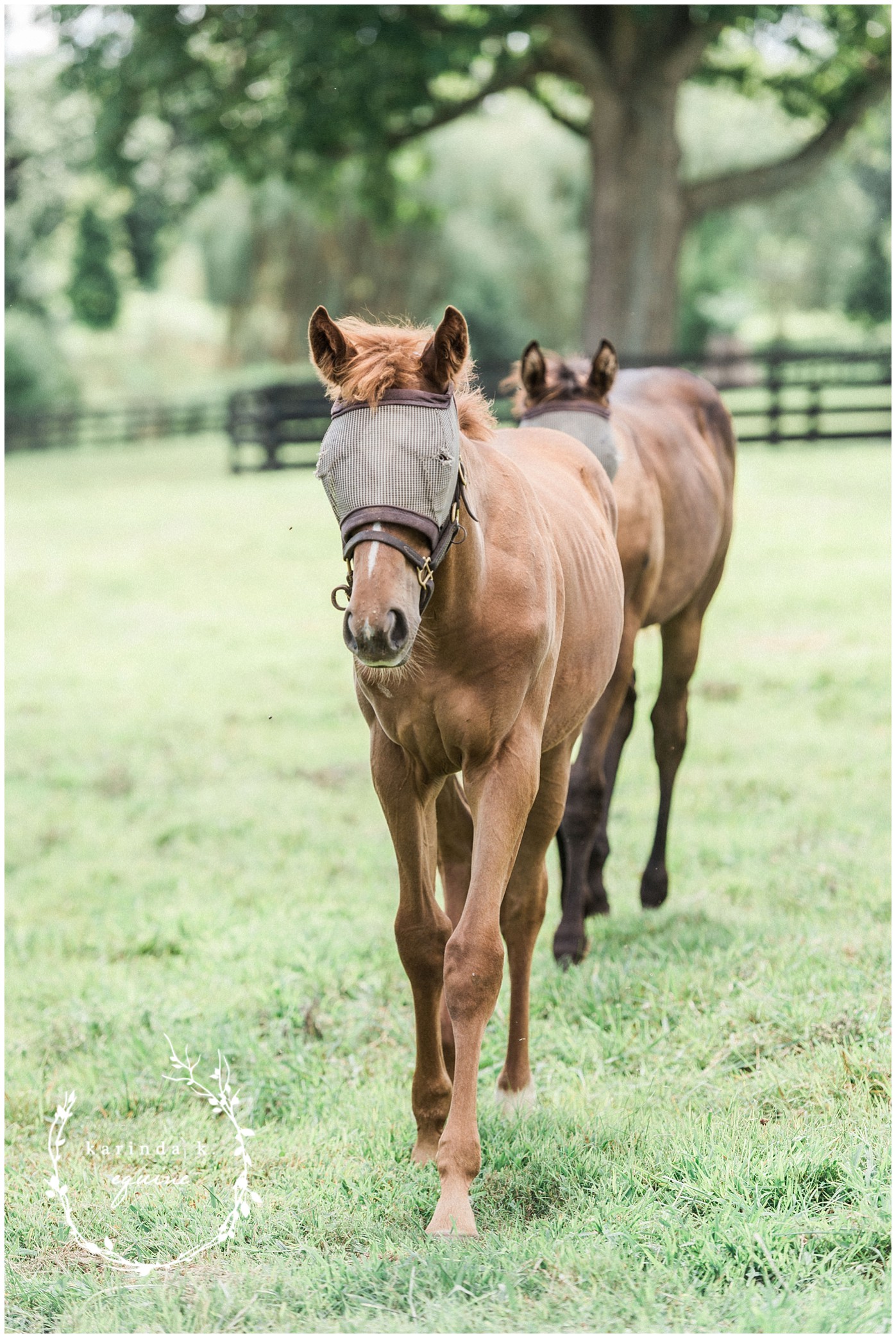 KatyRich Farm Lexington Kentucky