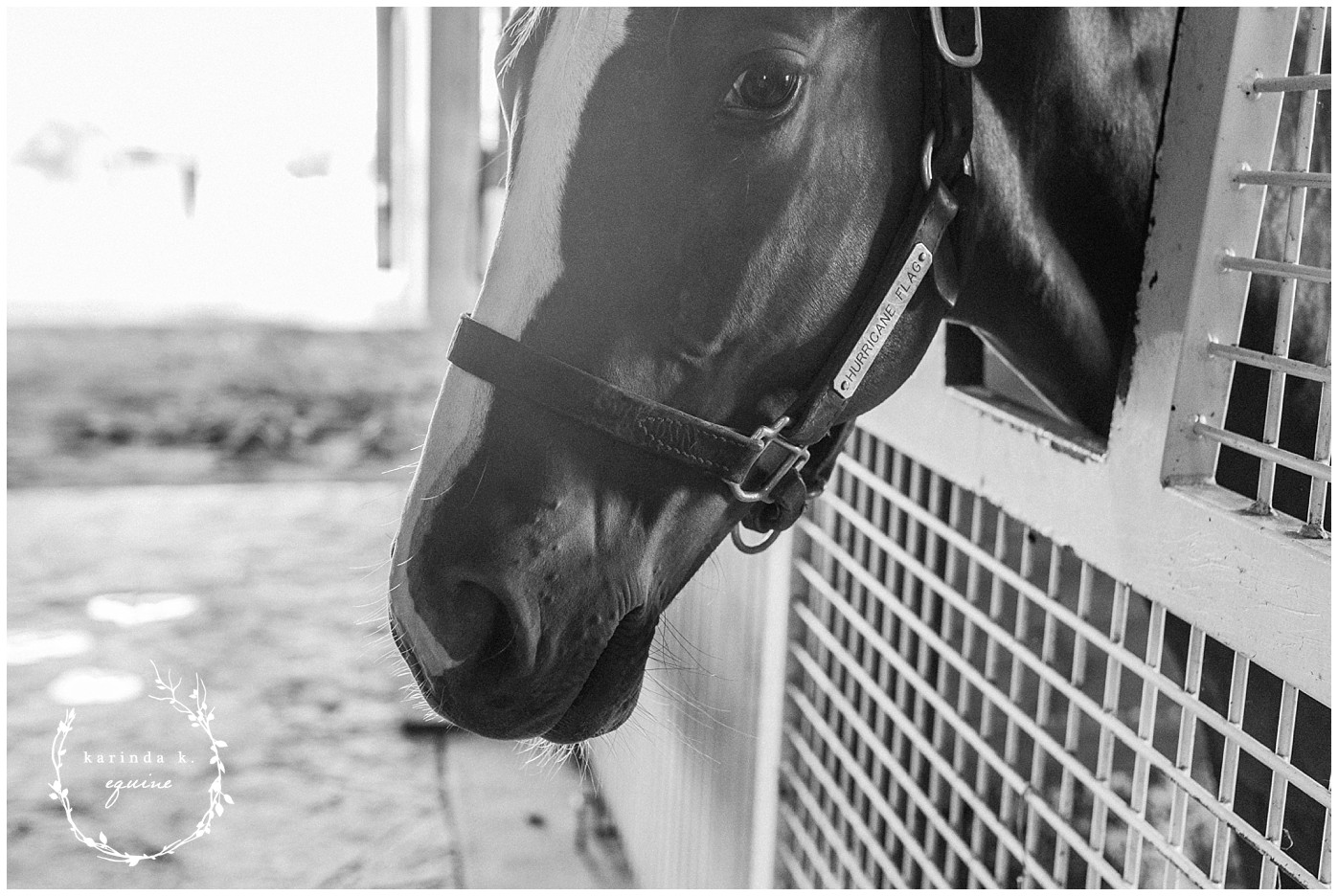 Hurricane Hall Thoroughbred Race Horses 