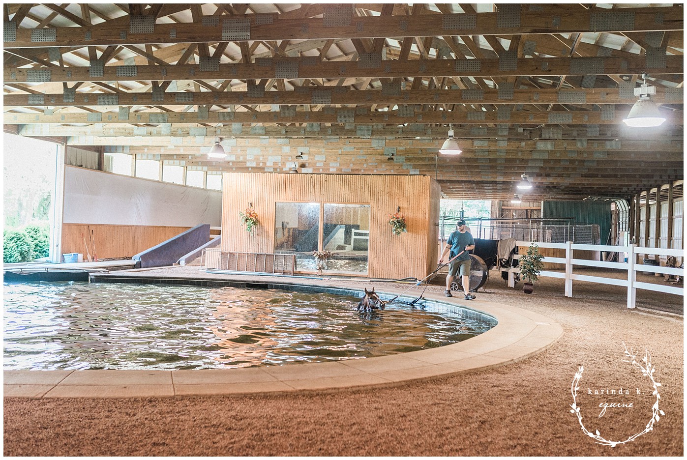 Horse Swimming Lexington Kentucky
