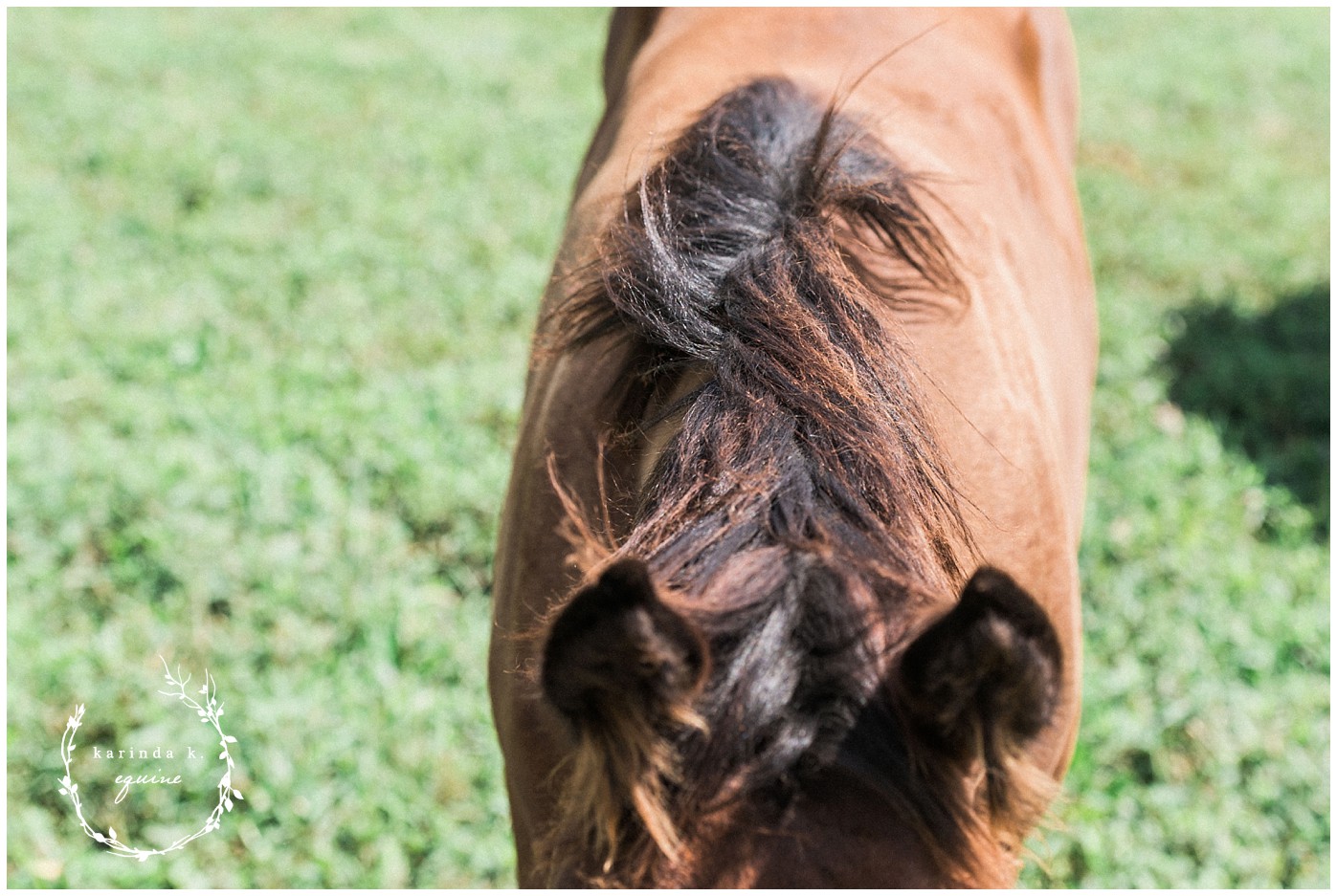 Places to see horse babies Lexington Kentucky