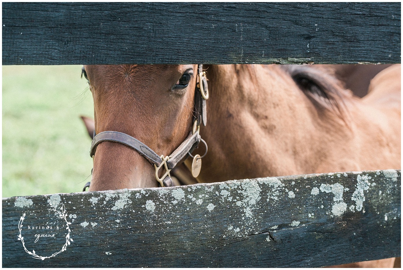 Places to see horse babies Lexington Kentucky