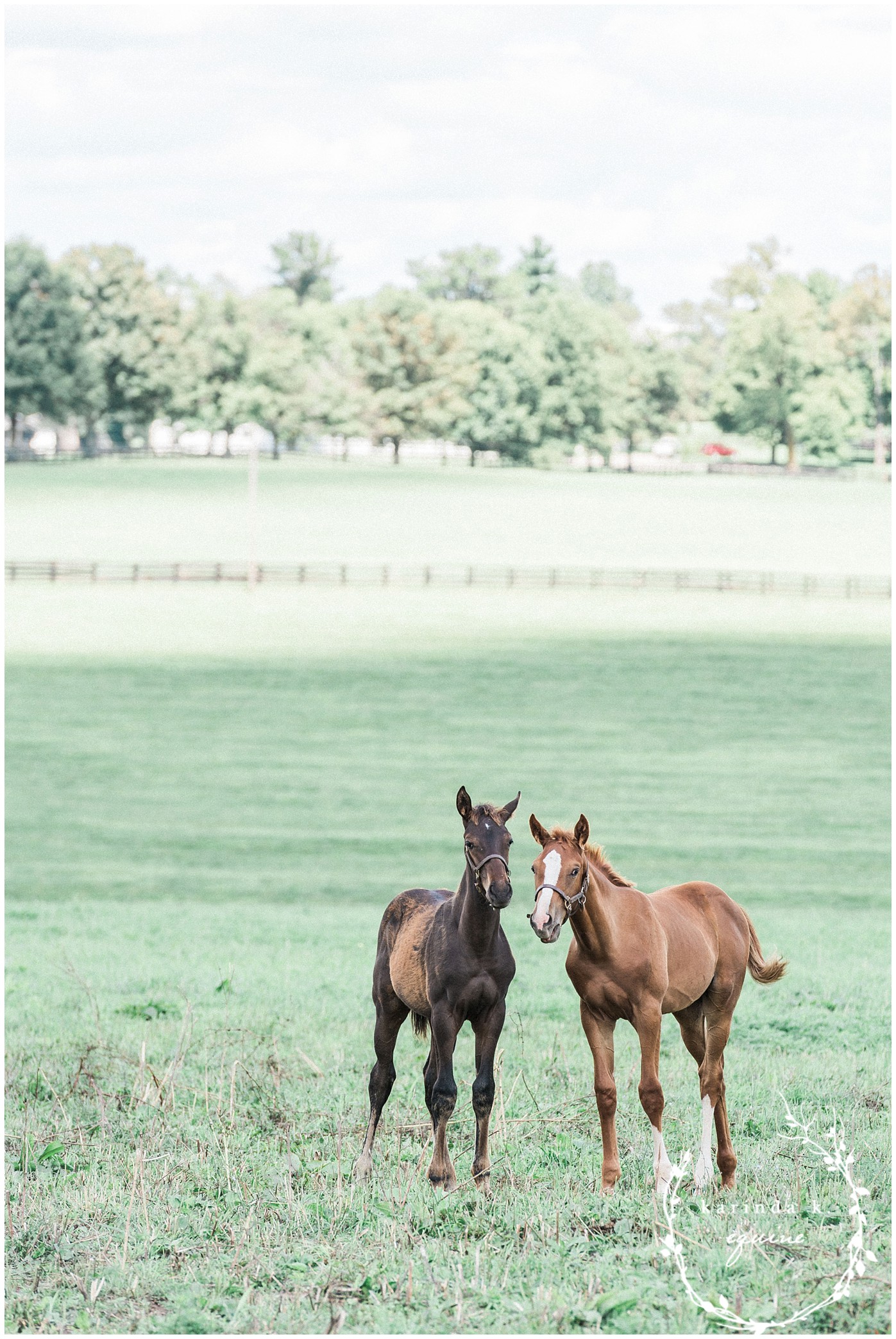 Thoroughbred Horse Foals