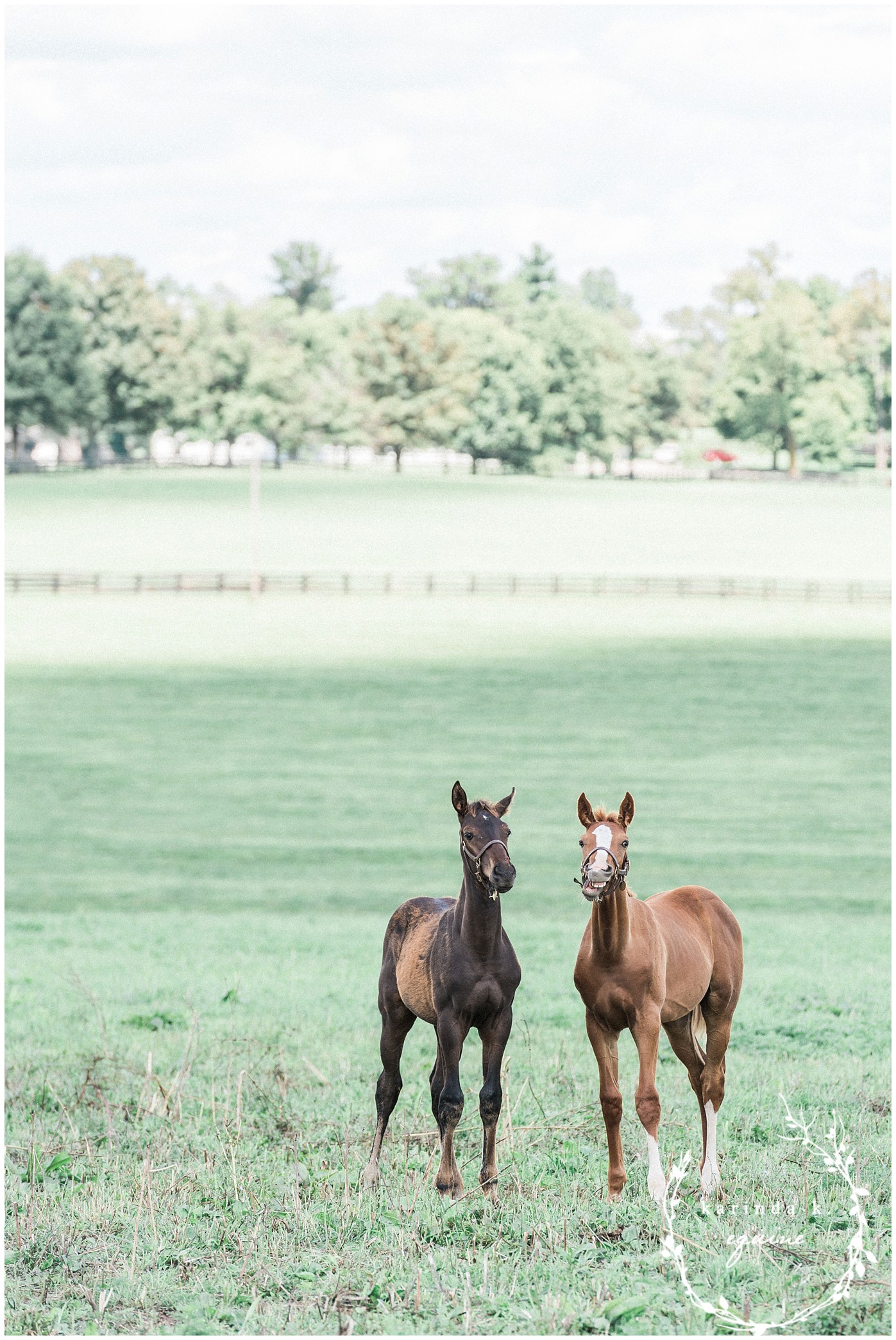 Thoroughbred Horse Foals