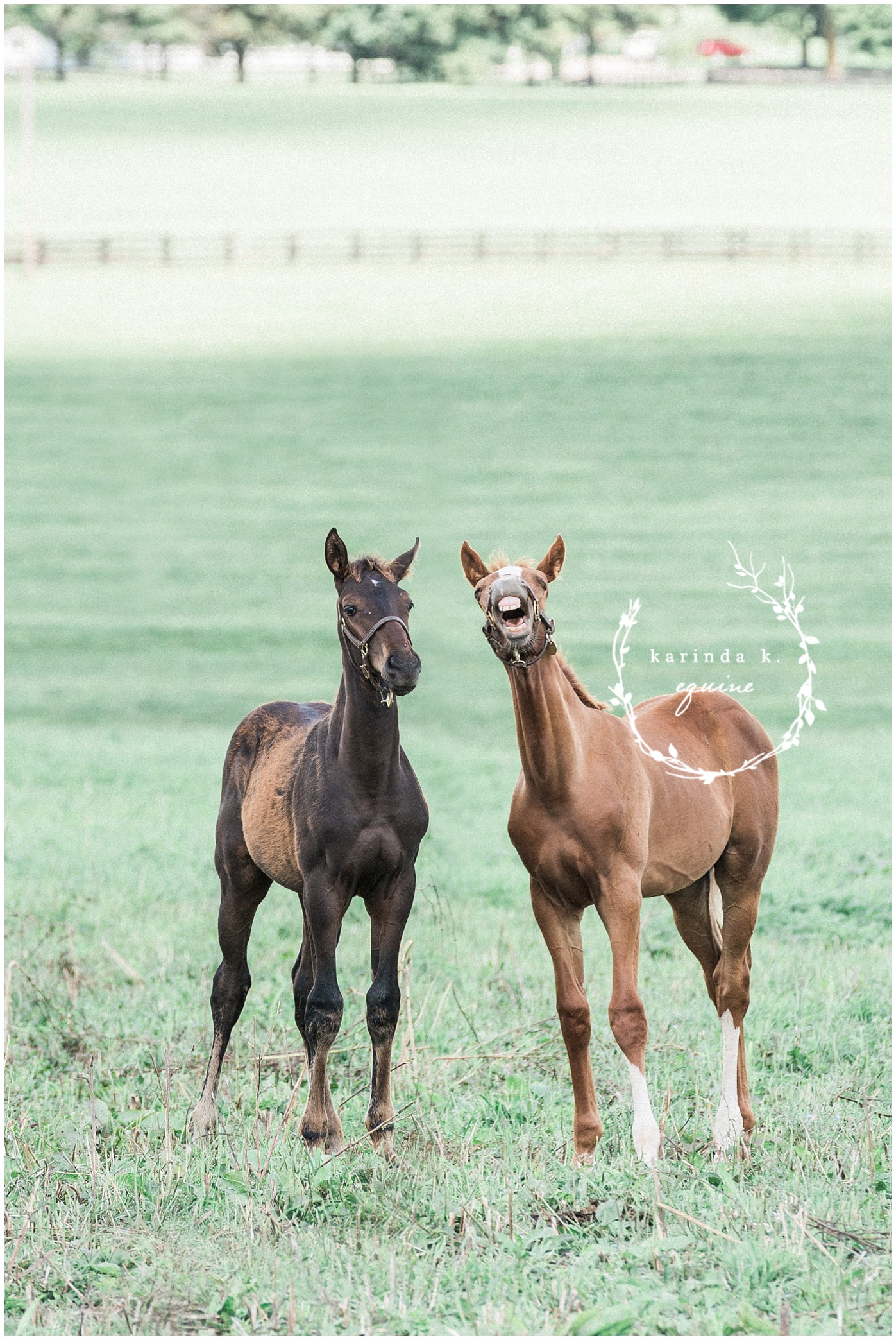 Funny Horse Pictures 