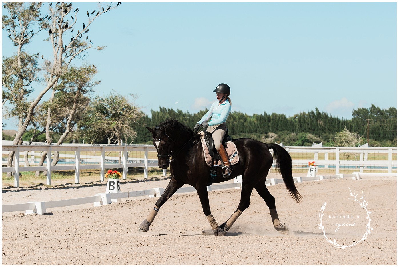 Dressage Training Corpus Christi Texas 