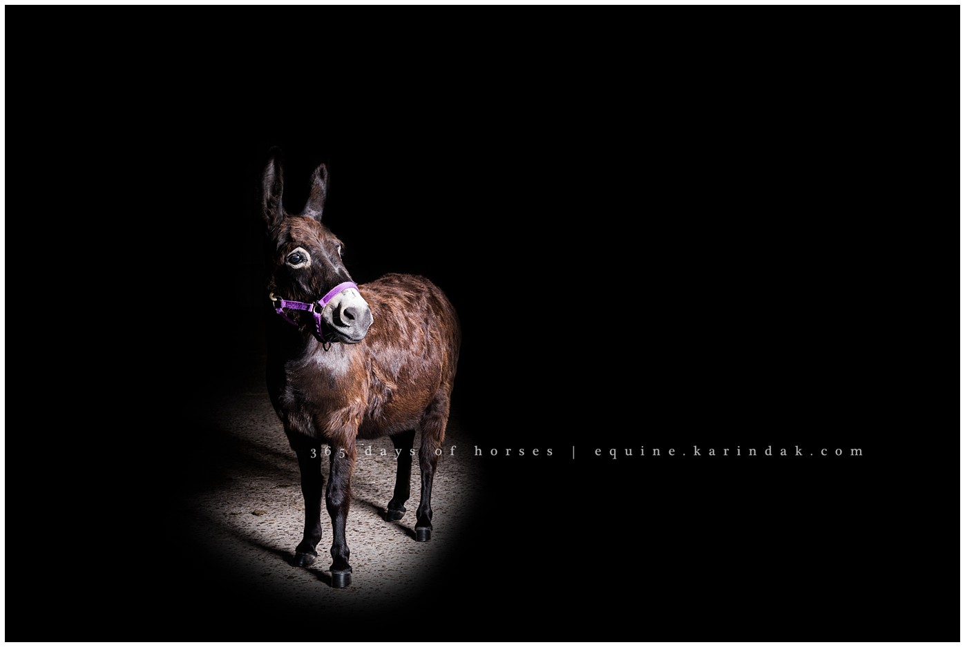 Texas Equine Photographer | Karinda K Texas Equine Photography | equine.test.karindak.com