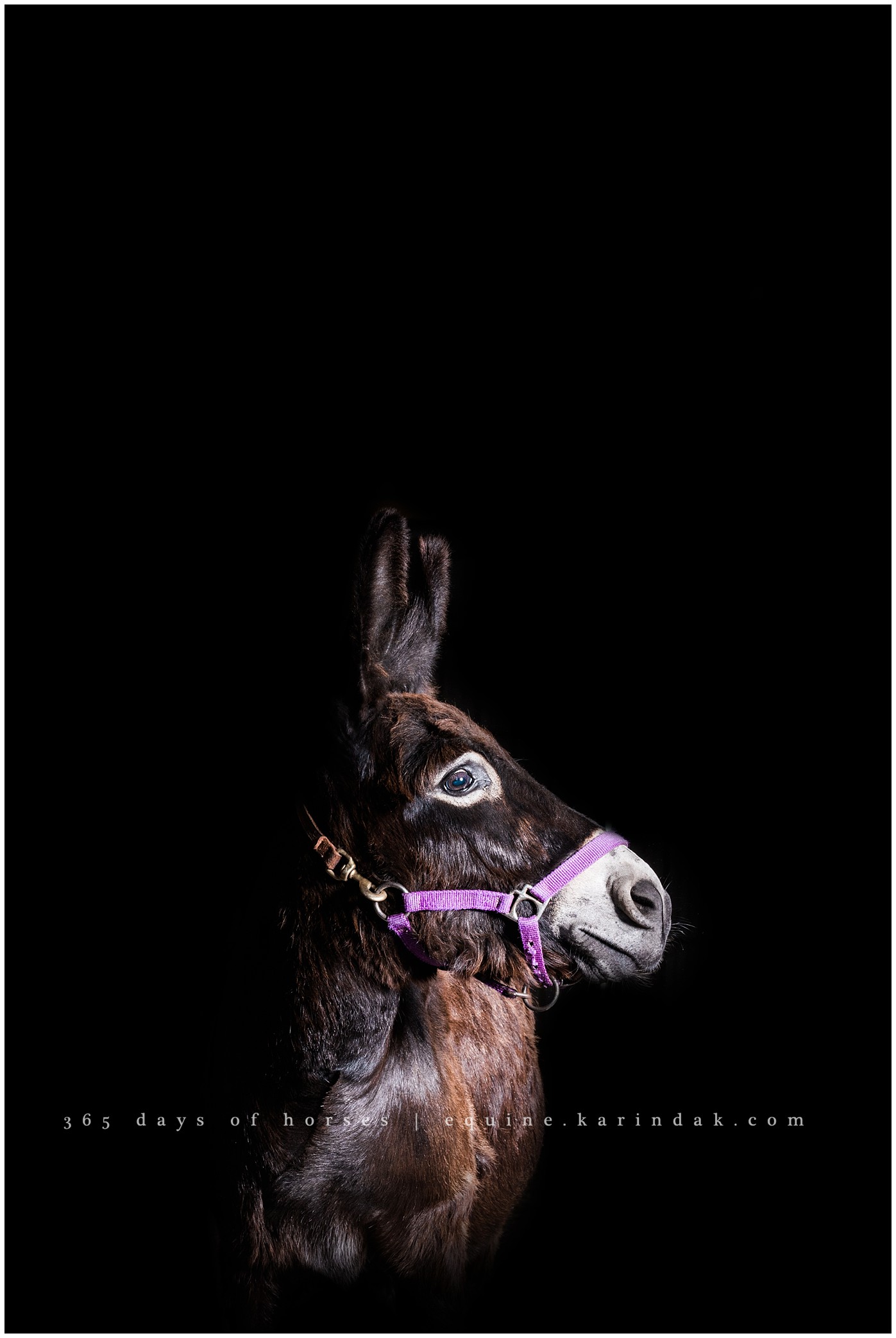 Texas Equine Photographer | Karinda K Texas Equine Photography | equine.test.karindak.com