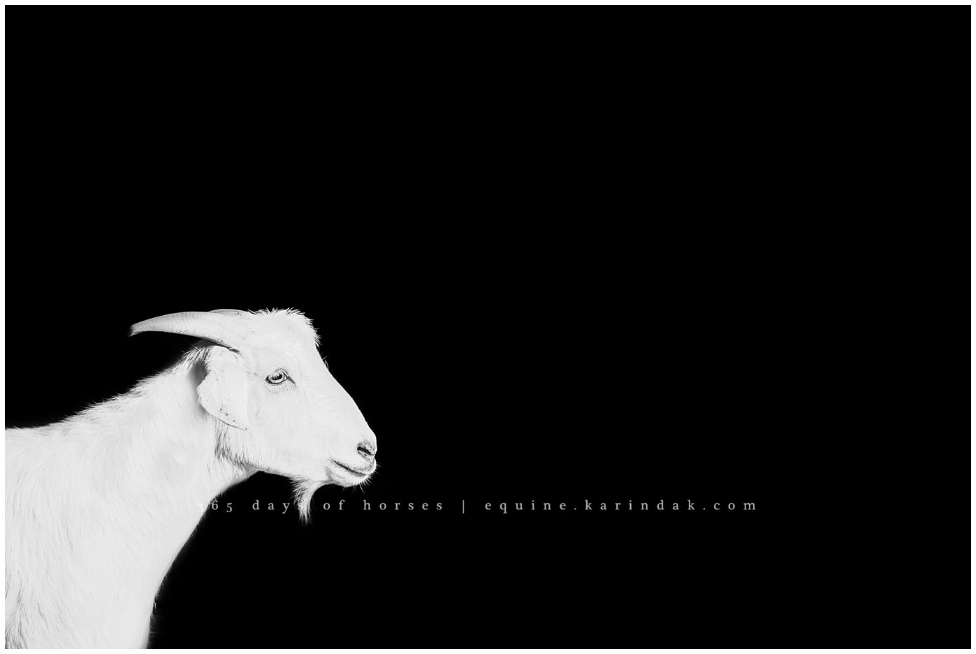 Texas Equine Photographer | Karinda K Texas Equine Photography | equine.test.karindak.com