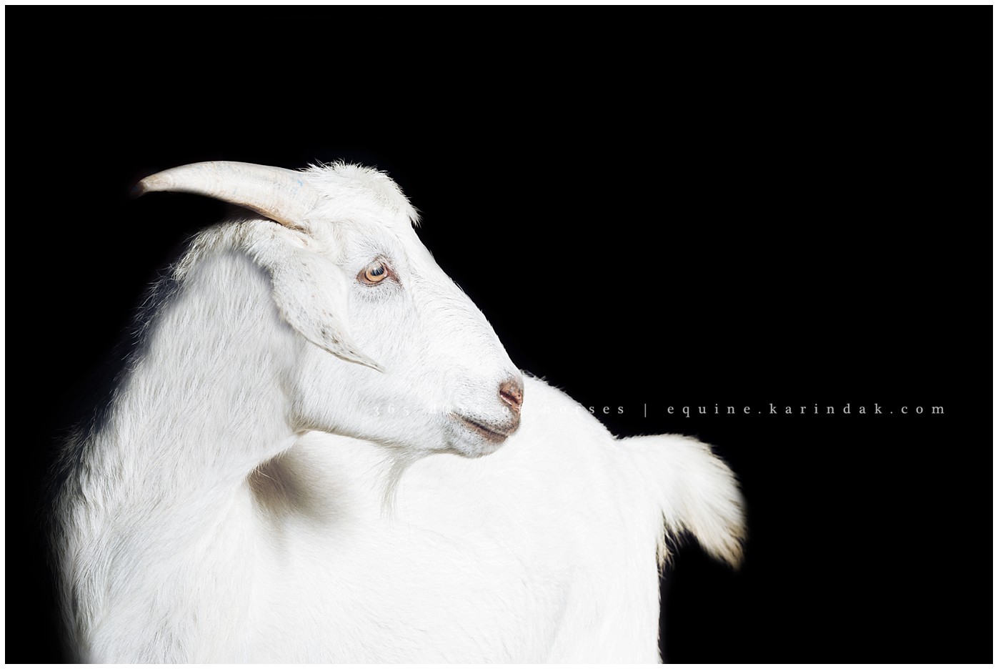 Texas Equine Photographer | Karinda K Texas Equine Photography | equine.test.karindak.com