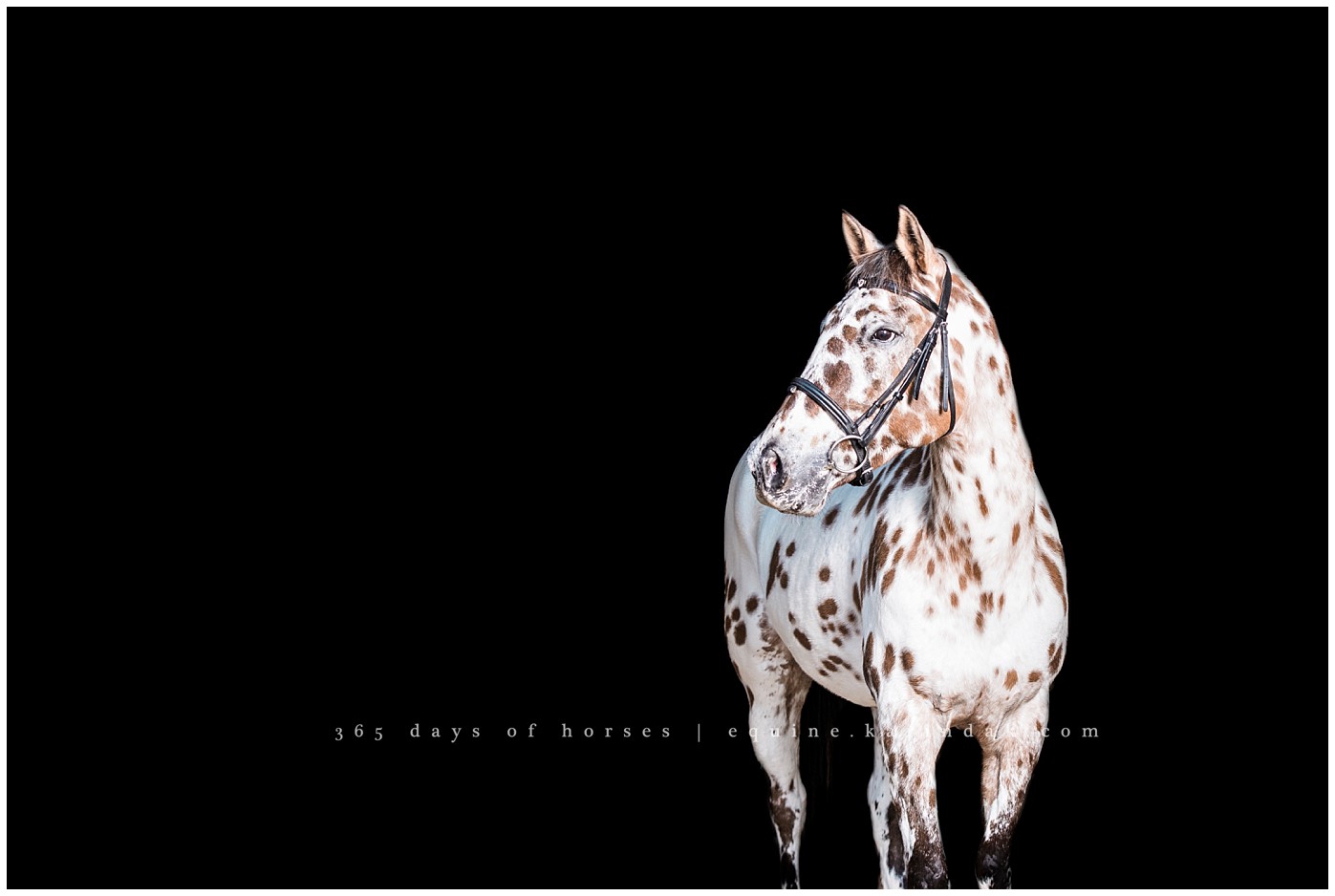 Texas Equine Photographer | Karinda K Texas Equine Photography | equine.test.karindak.com