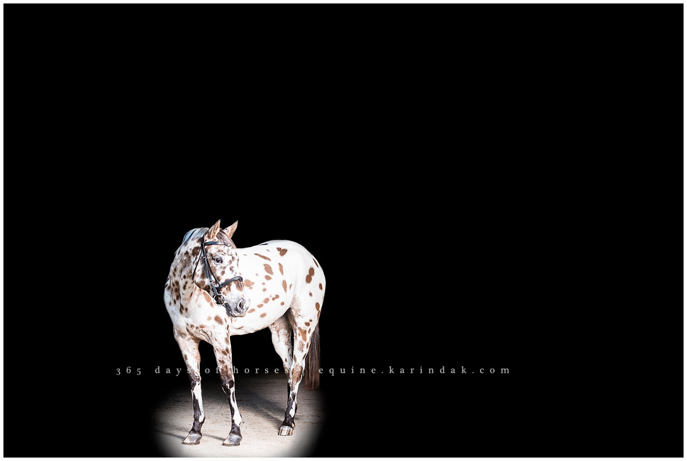 Equine Photographer Texas