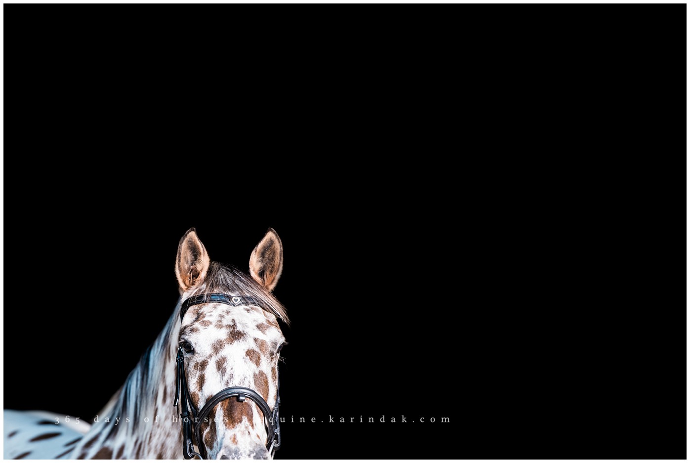 Austin horse Photographer | Karinda K Texas Equine Photography | equine.test.karindak.com