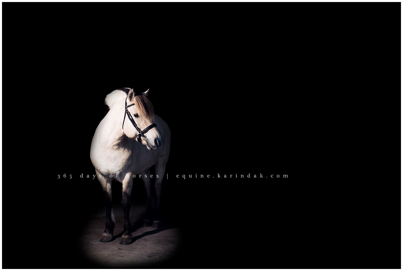 White Dun Norwegian Fjord Stallion