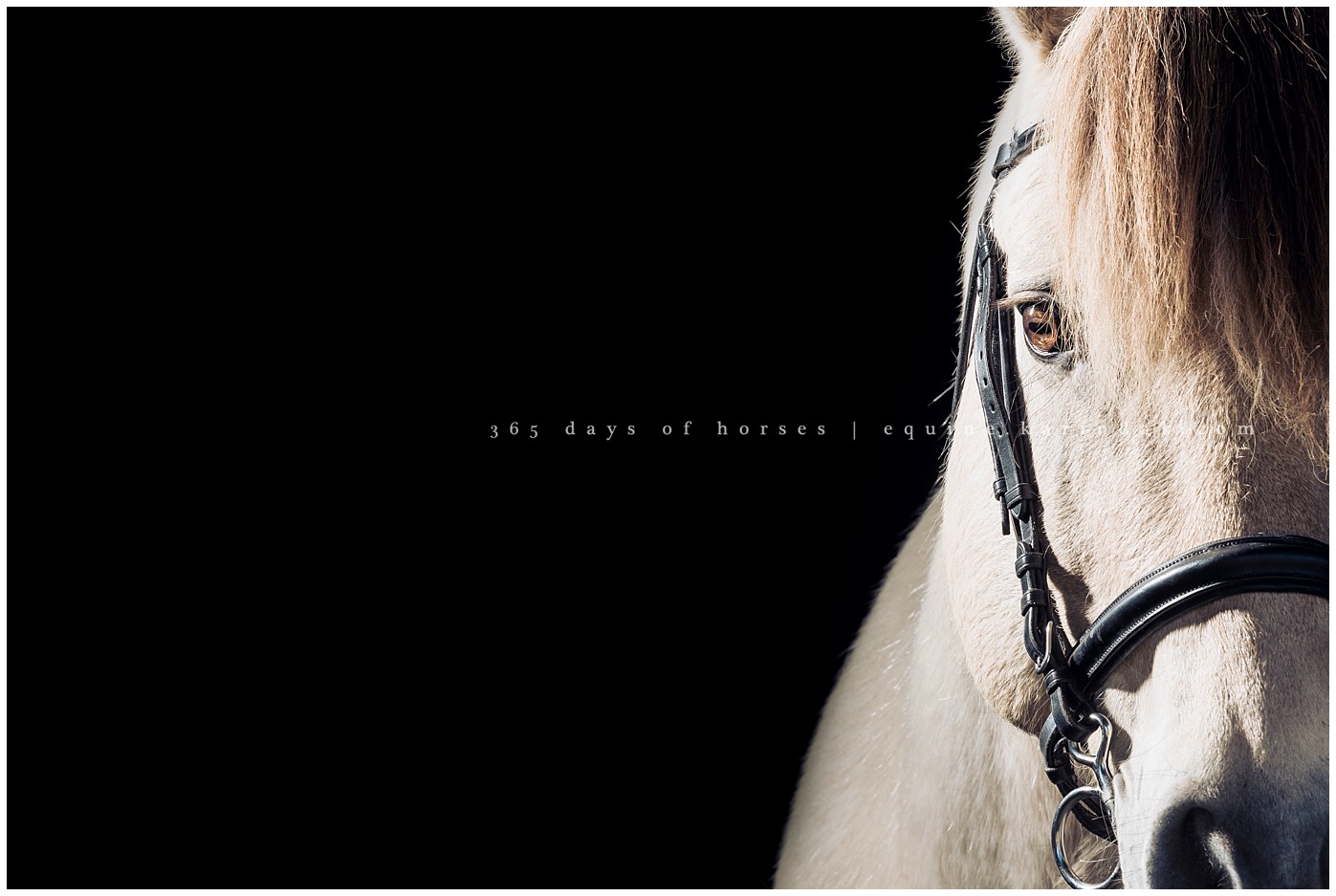 Texas Equine Photographer | Karinda K Texas Equine Photography | equine.test.karindak.com