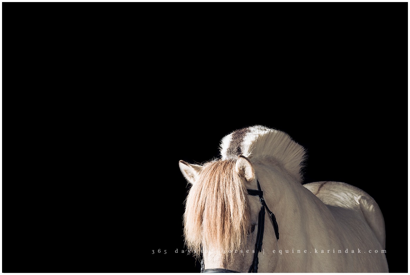 San Antonio Equine Photographer | Karinda K Texas Equine Photography | equine.test.karindak.com