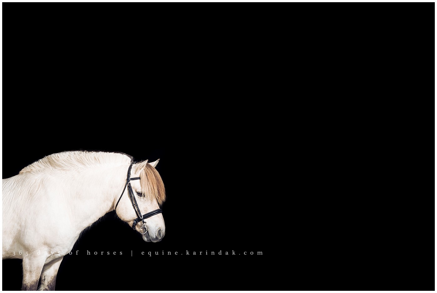 Texas Equine Photographer | Karinda K Texas Equine Photography | equine.test.karindak.com