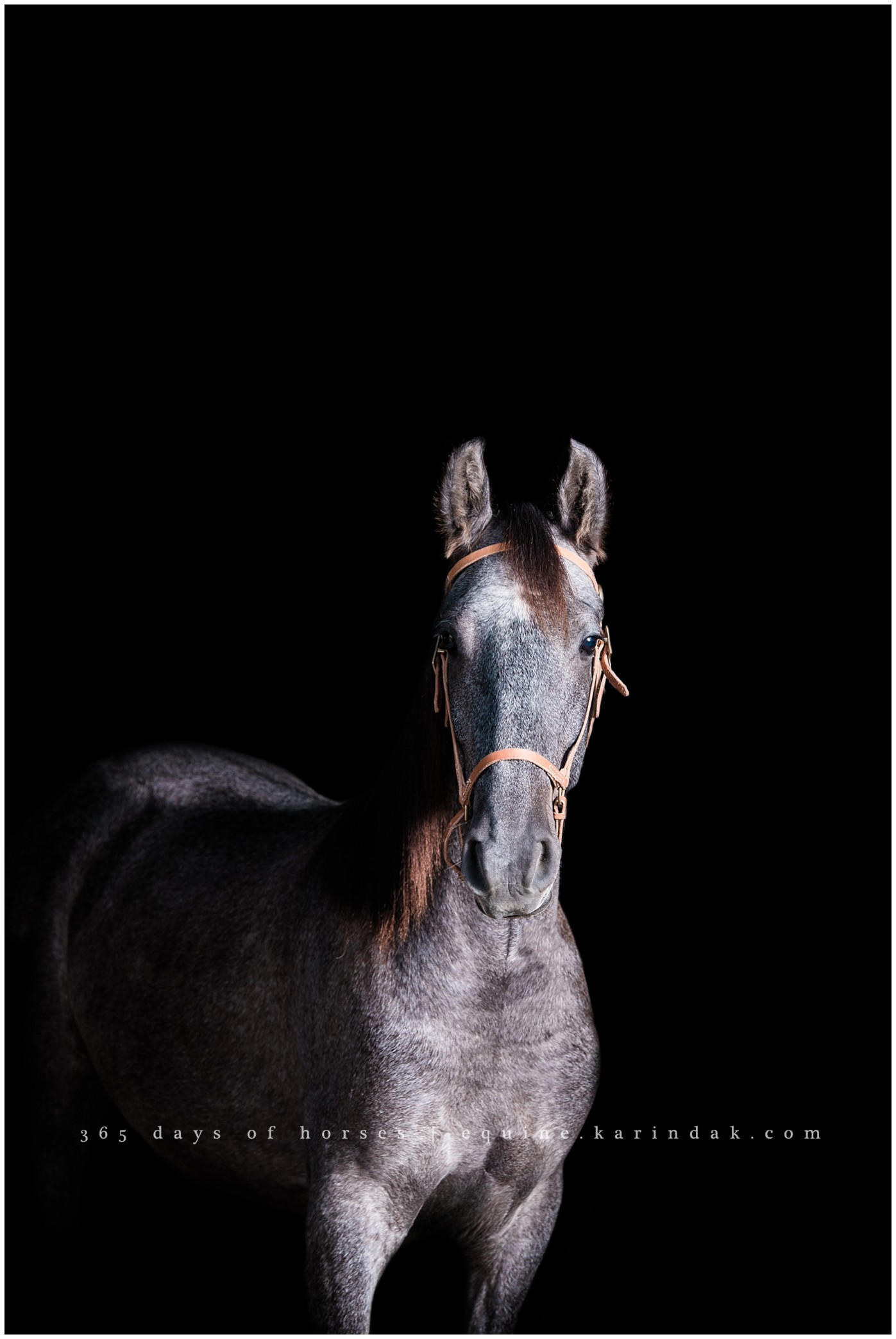 Houston Equine Photographer | Karinda K Texas Equine Photography | equine.test.karindak.com