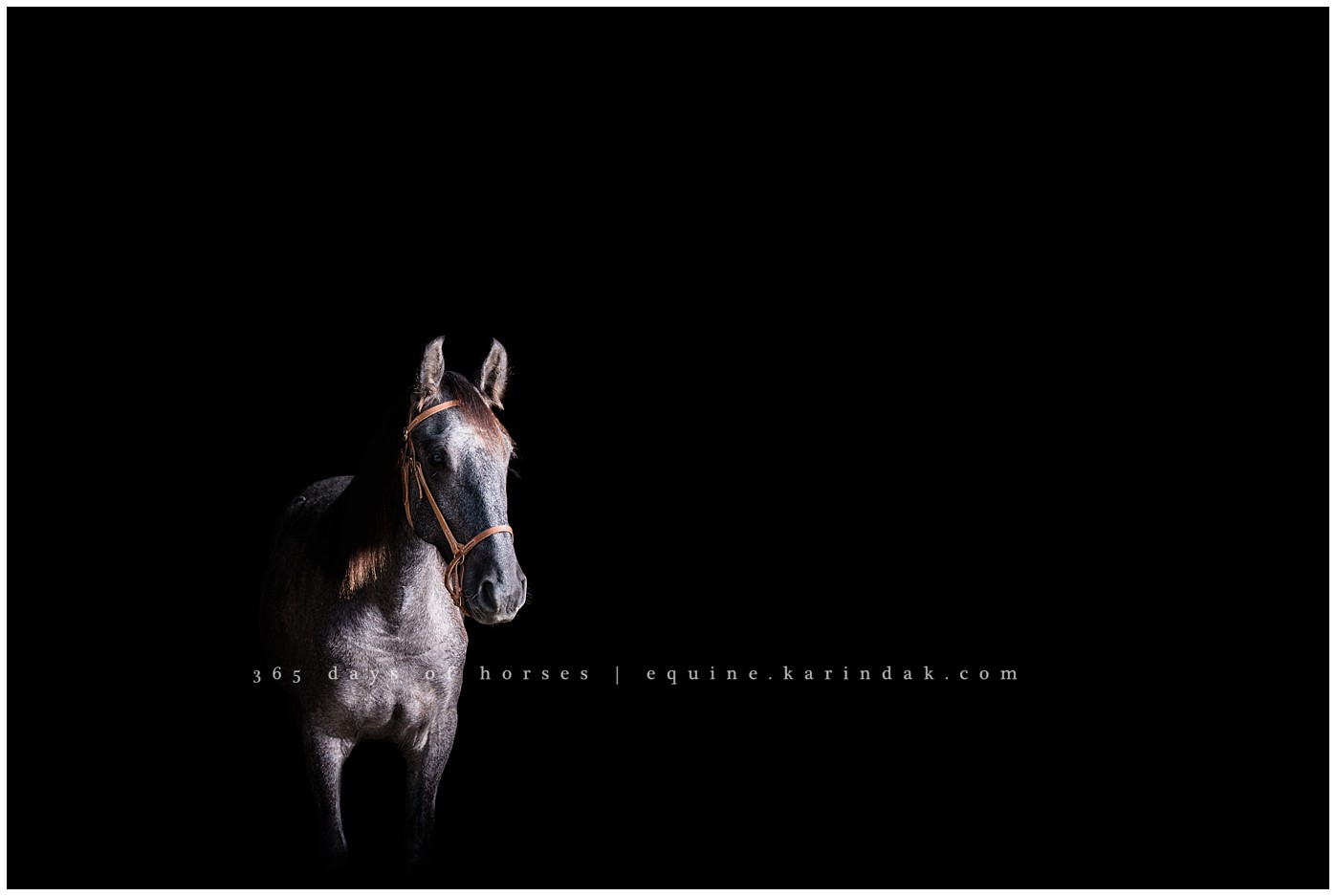 Houston Equine Photographer | Karinda K Texas Equine Photography | equine.test.karindak.com