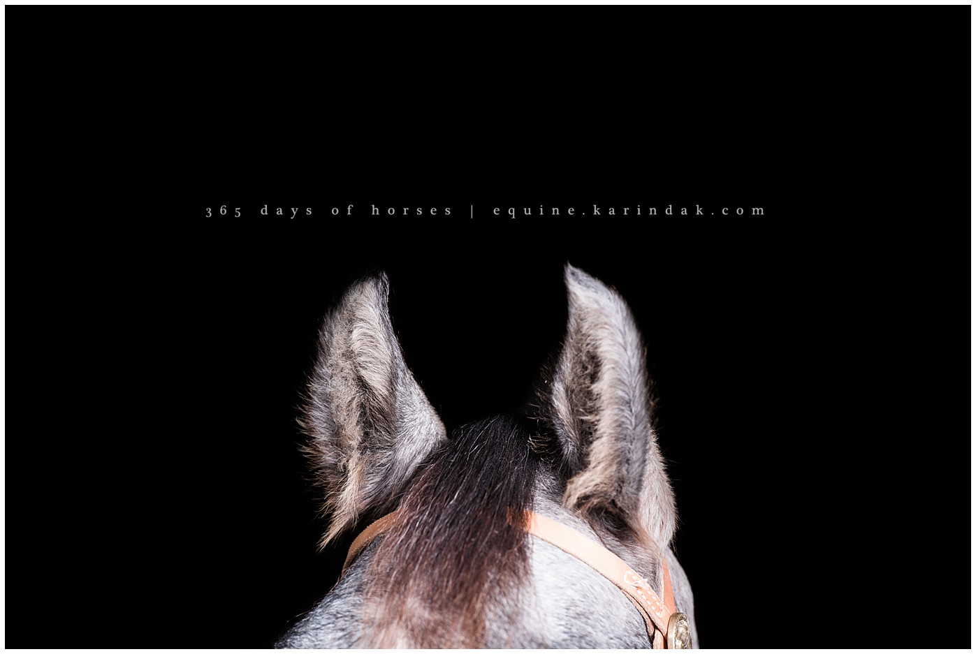 Texas Equine Photographer | Karinda K Texas Equine Photography | equine.test.karindak.com