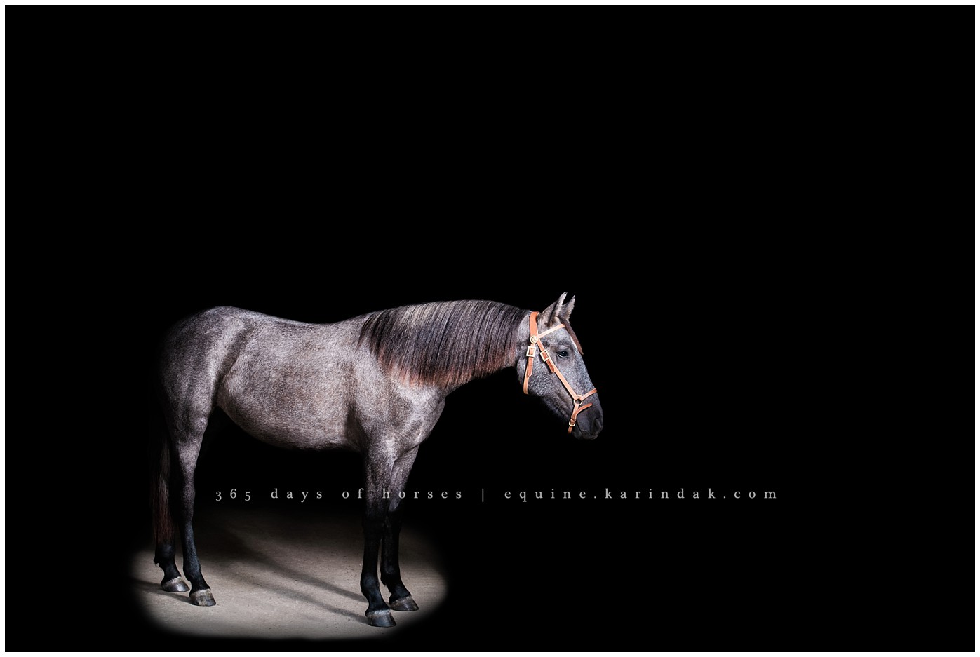 Texas Equine Photographer | Karinda K Texas Equine Photography | equine.test.karindak.com