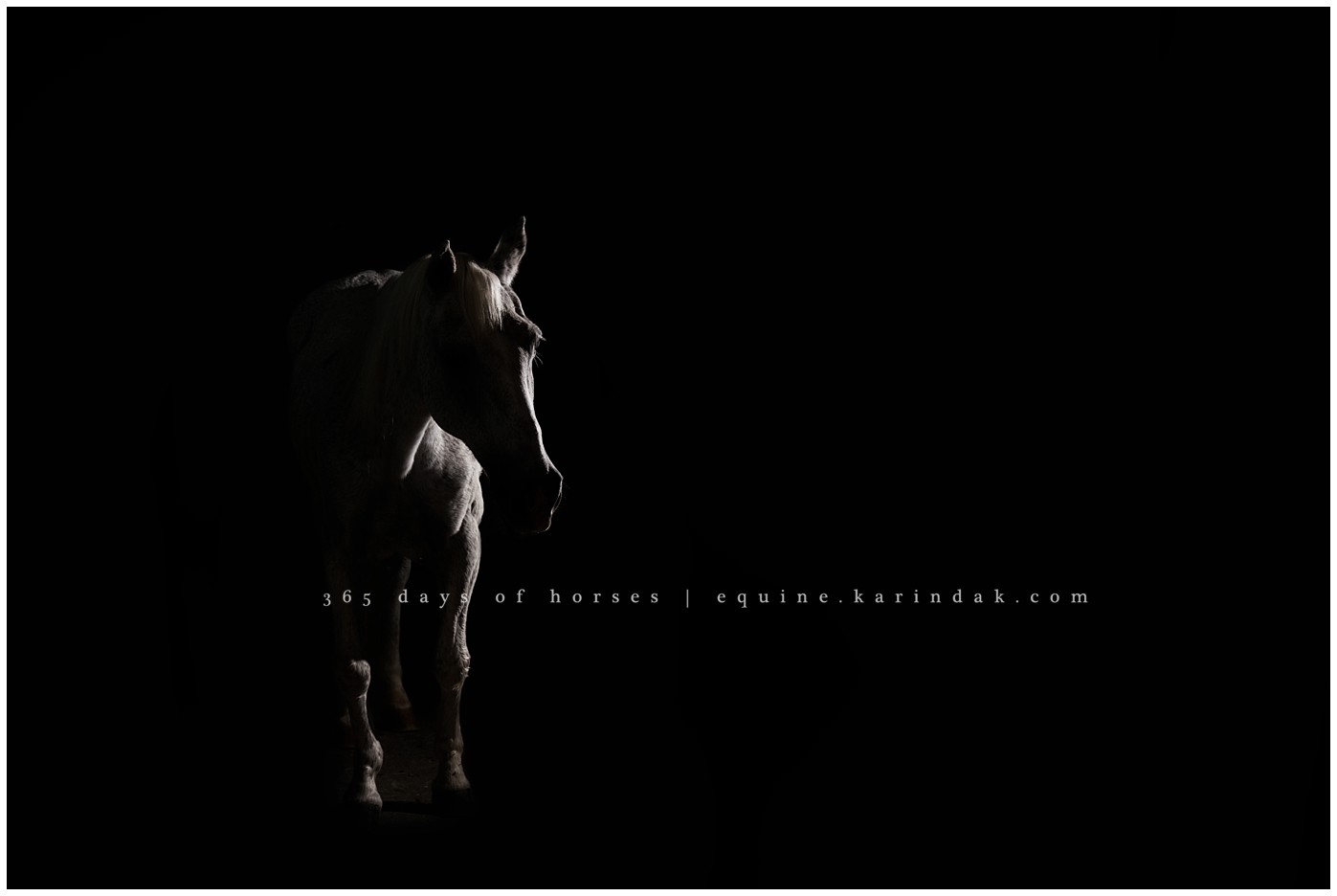 Texas Horse Photography | Karinda K Texas Equine Photography | equine.test.karindak.com