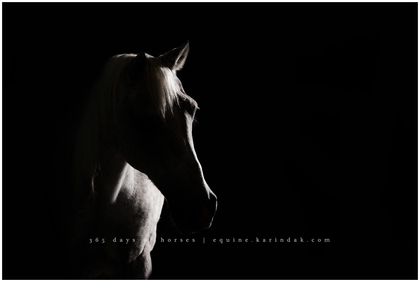 Texas Equine Photographer | Karinda K Texas Equine Photography | equine.test.karindak.com