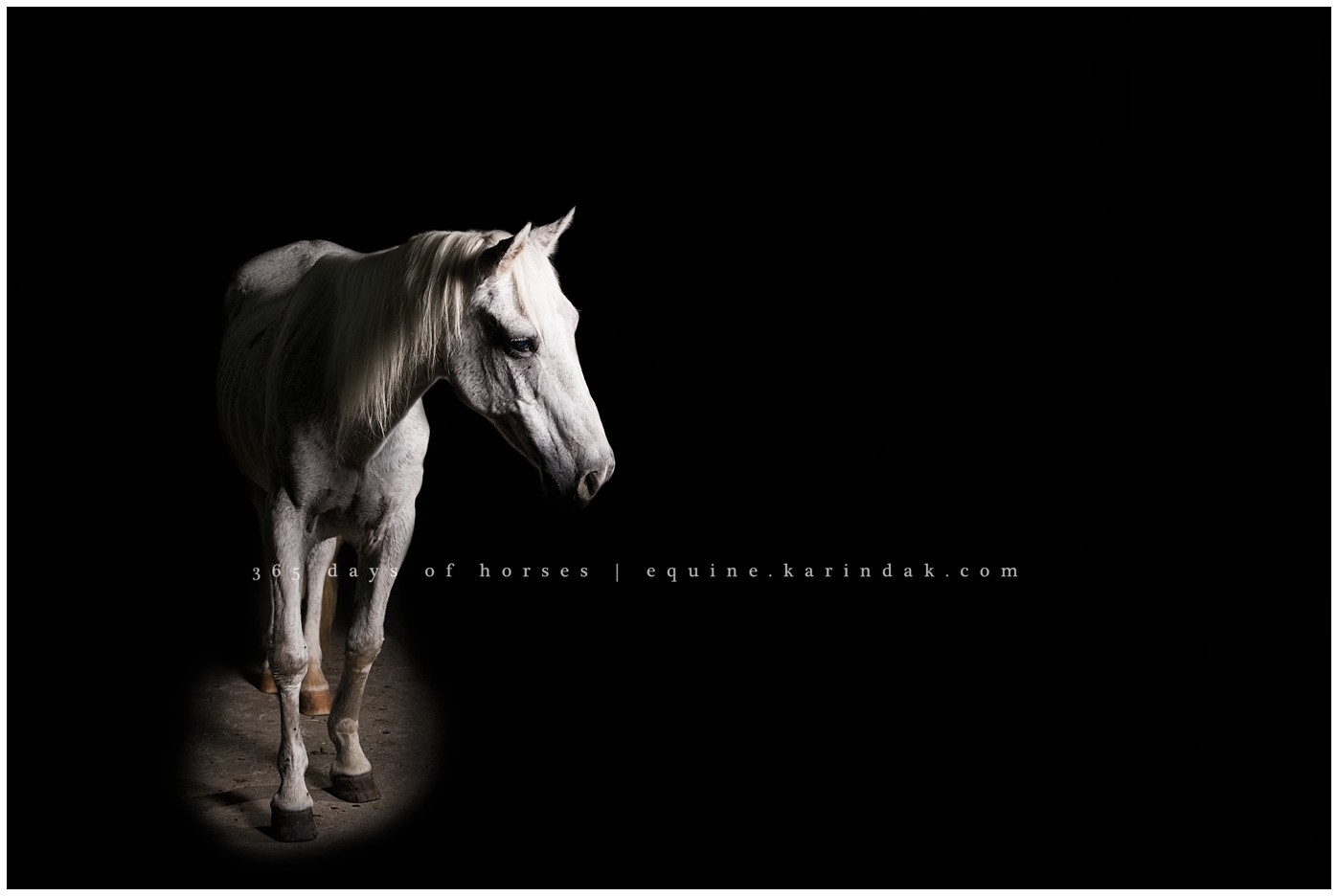 Texas Equine Photographer | Karinda K Texas Equine Photography | equine.test.karindak.com