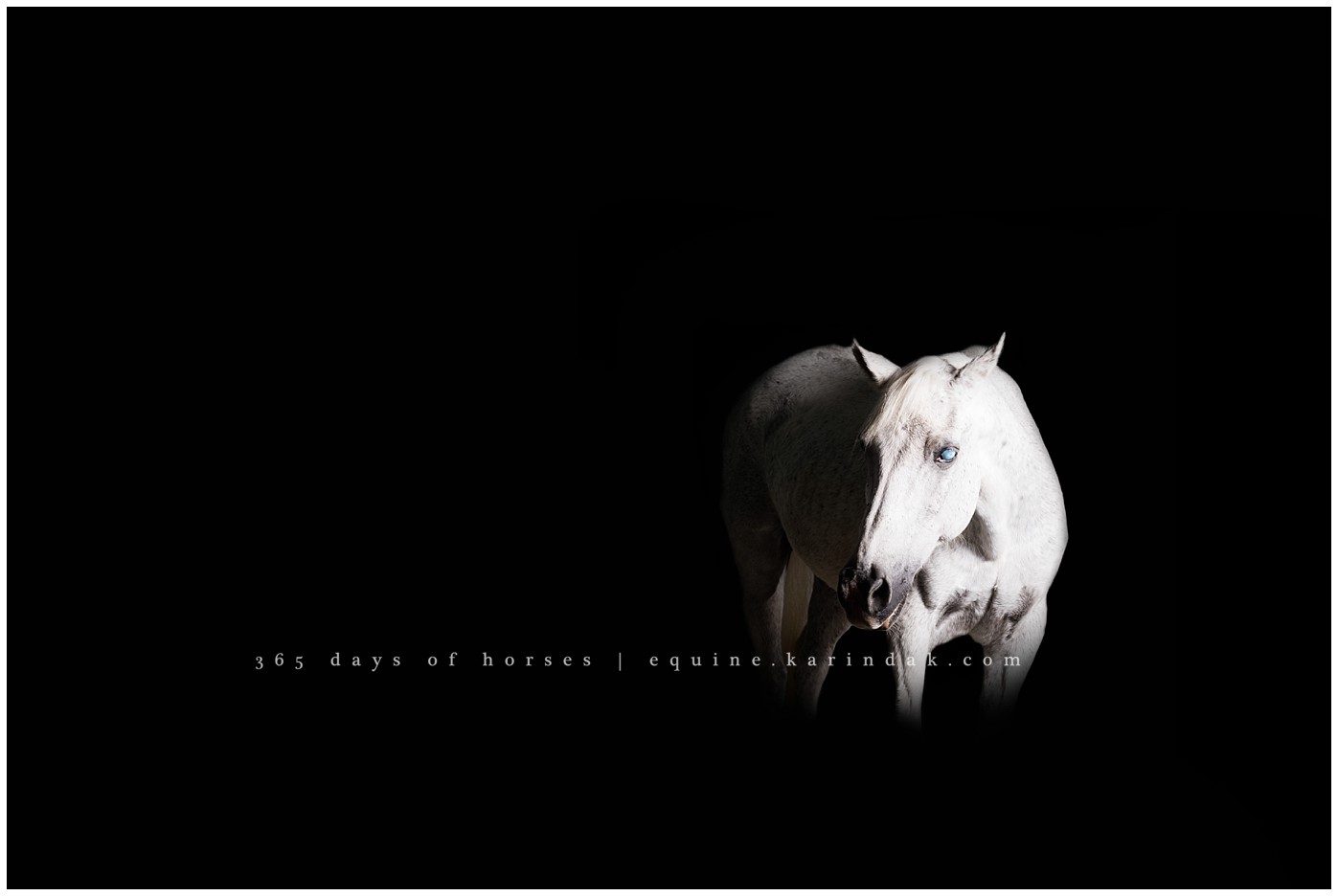 Texas Horse Photography | Karinda K Texas Equine Photography | equine.test.karindak.com