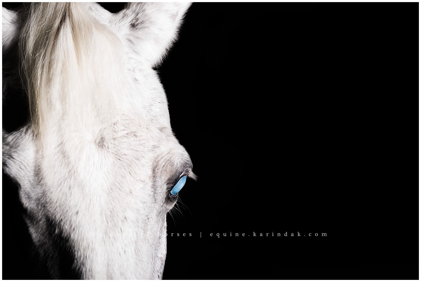 Corpus Christi Equine Photographer | Karinda K Texas Equine Photography | equine.test.karindak.com