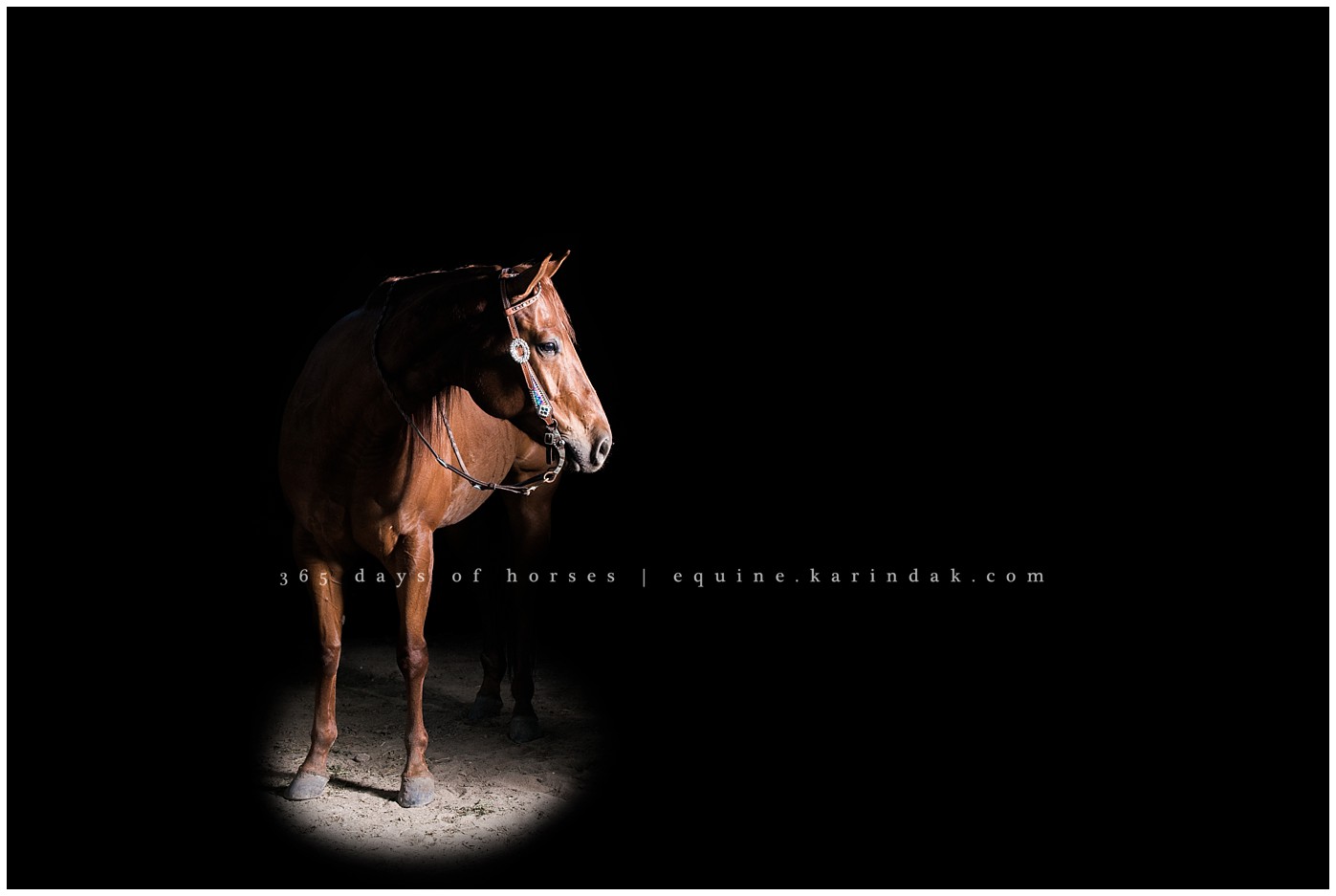 Texas Equine Photographer | Karinda K Texas Equine Photography | equine.test.karindak.com