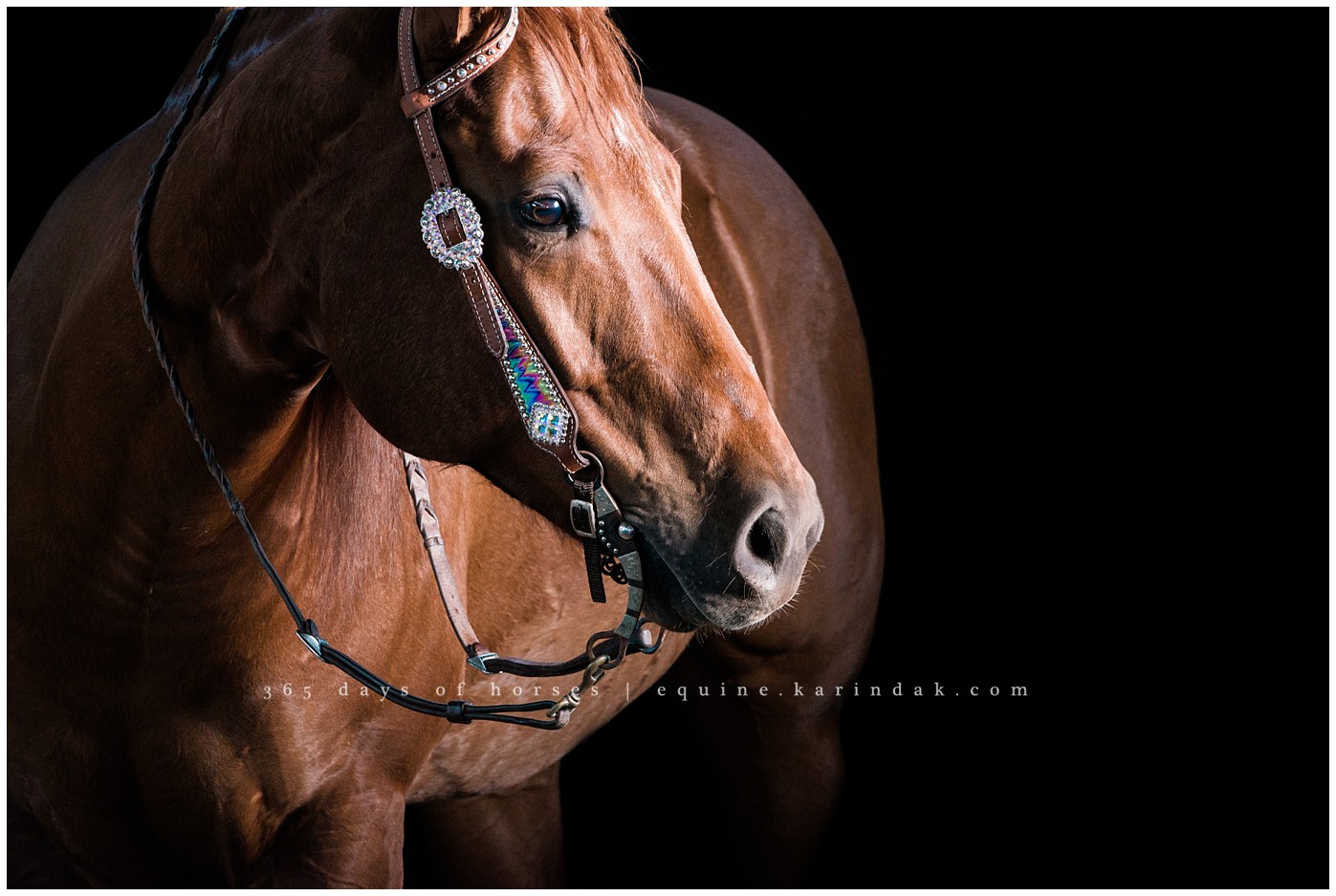 Corpus Christi Equine Photographer | Karinda K Texas Equine Photography | equine.test.karindak.com