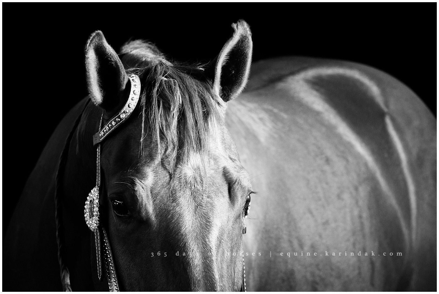Corpus Christi Equine Photographer | Karinda K Texas Equine Photography | equine.test.karindak.com