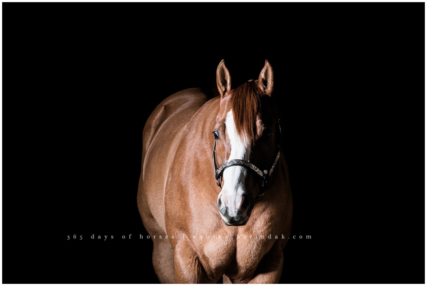 Texas Equine Photographer | Karinda K Texas Equine Photography | equine.test.karindak.com