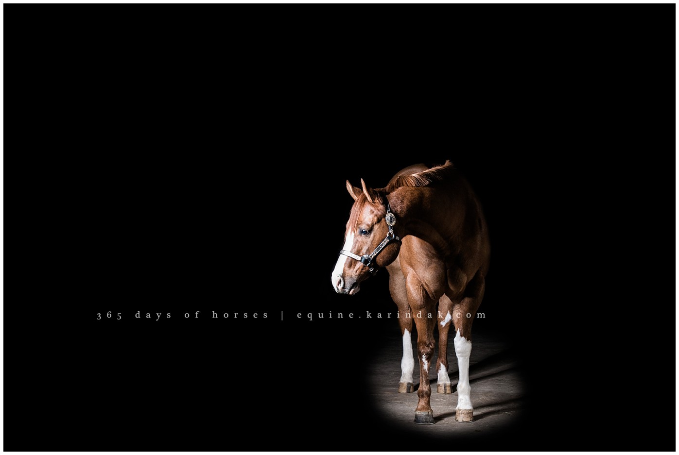 Texas Equine Photographer | Karinda K Texas Equine Photography | equine.test.karindak.com