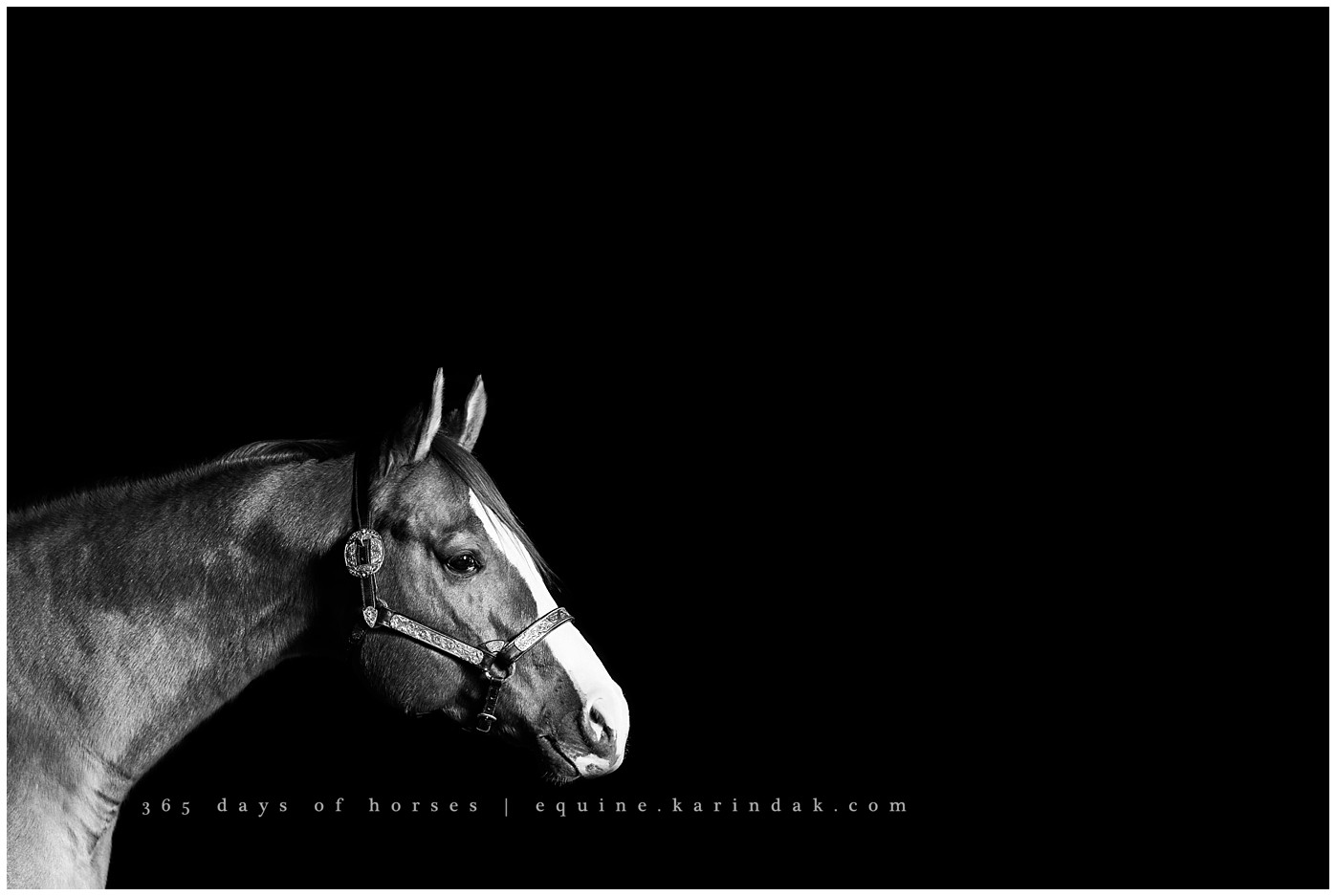 Texas Equine Photographer | Karinda K Texas Equine Photography | equine.test.karindak.com